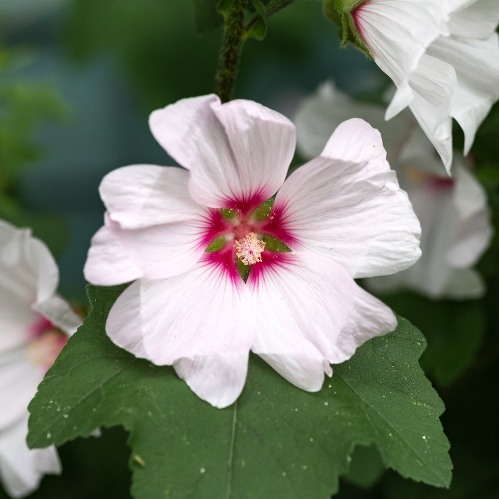 Lavatera 'Blushing Bride' 2L