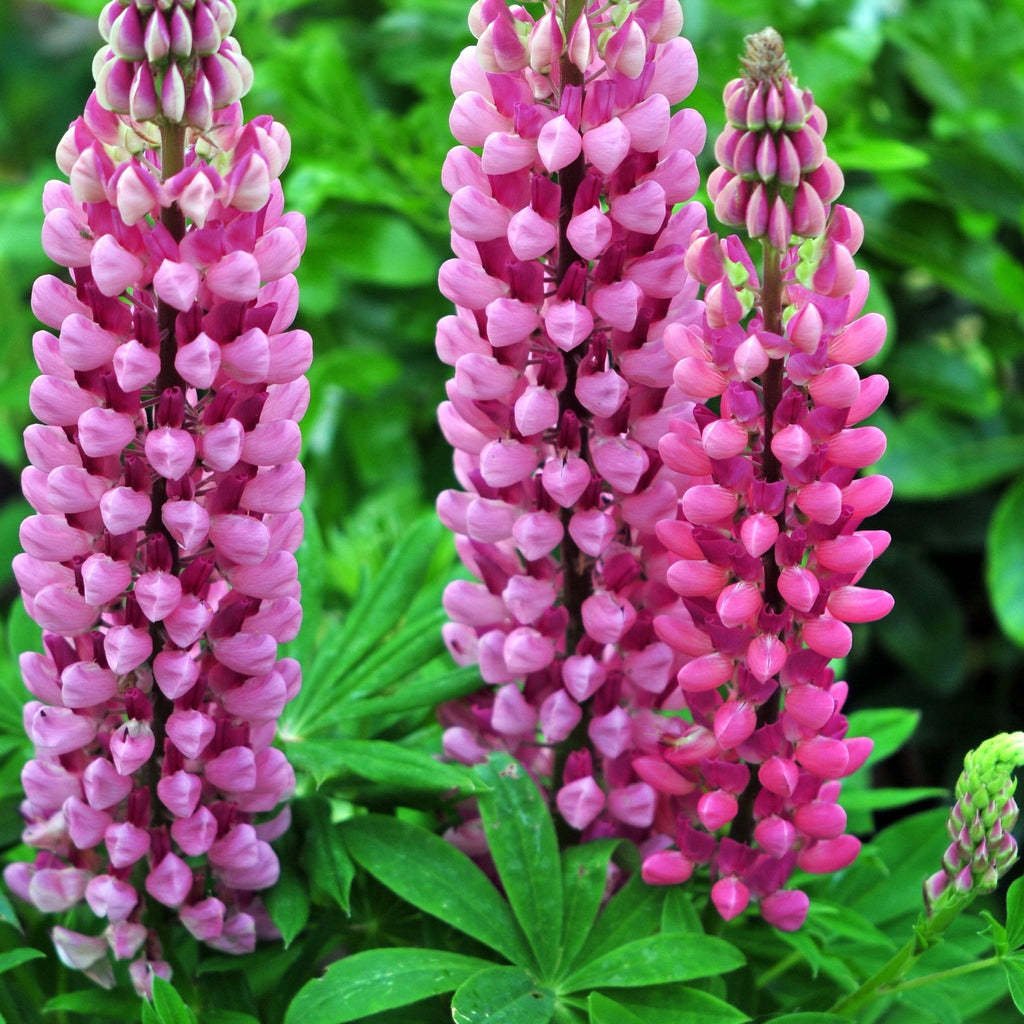 Lupin Gallery Rose 2L