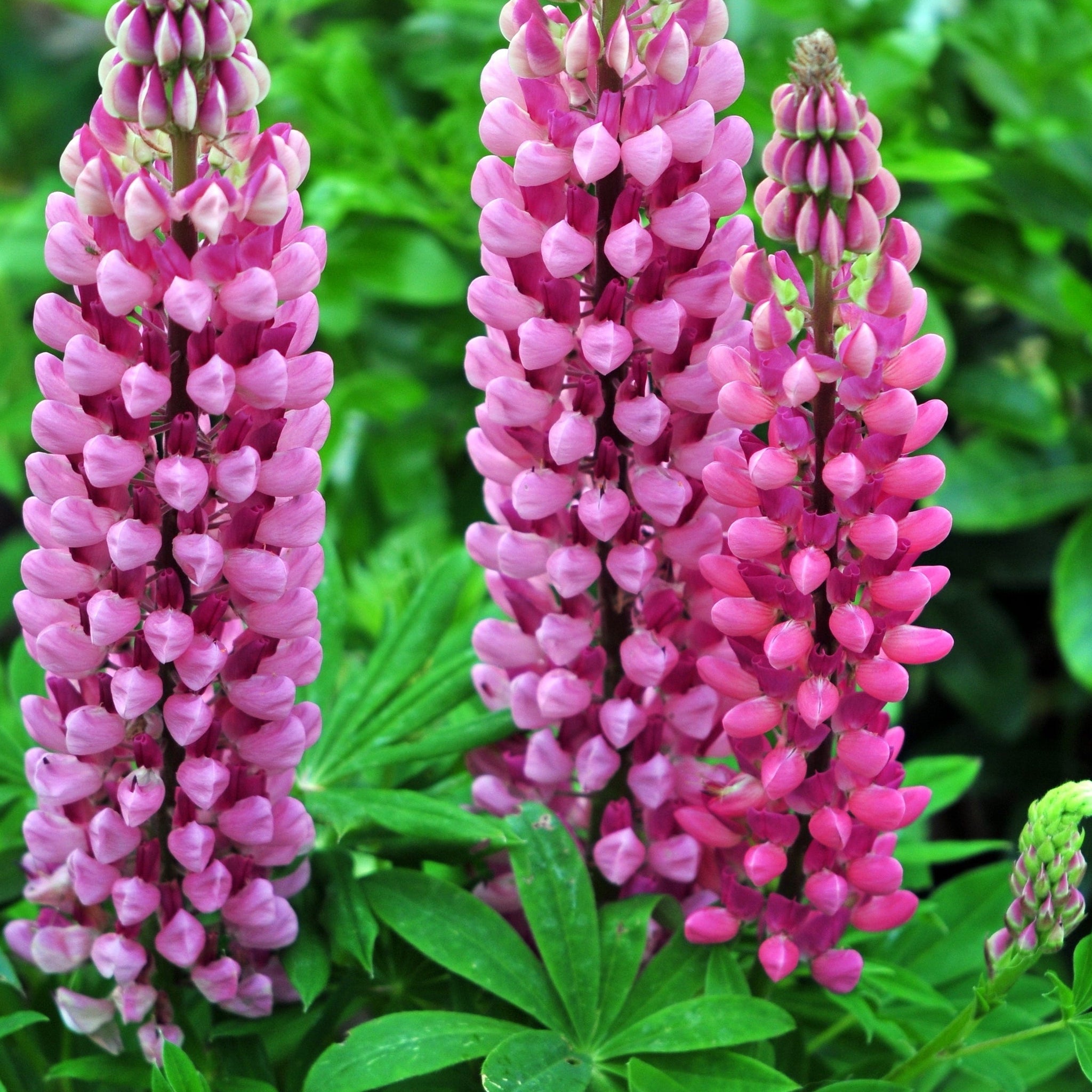 Lupin Gallery Rose 2L
