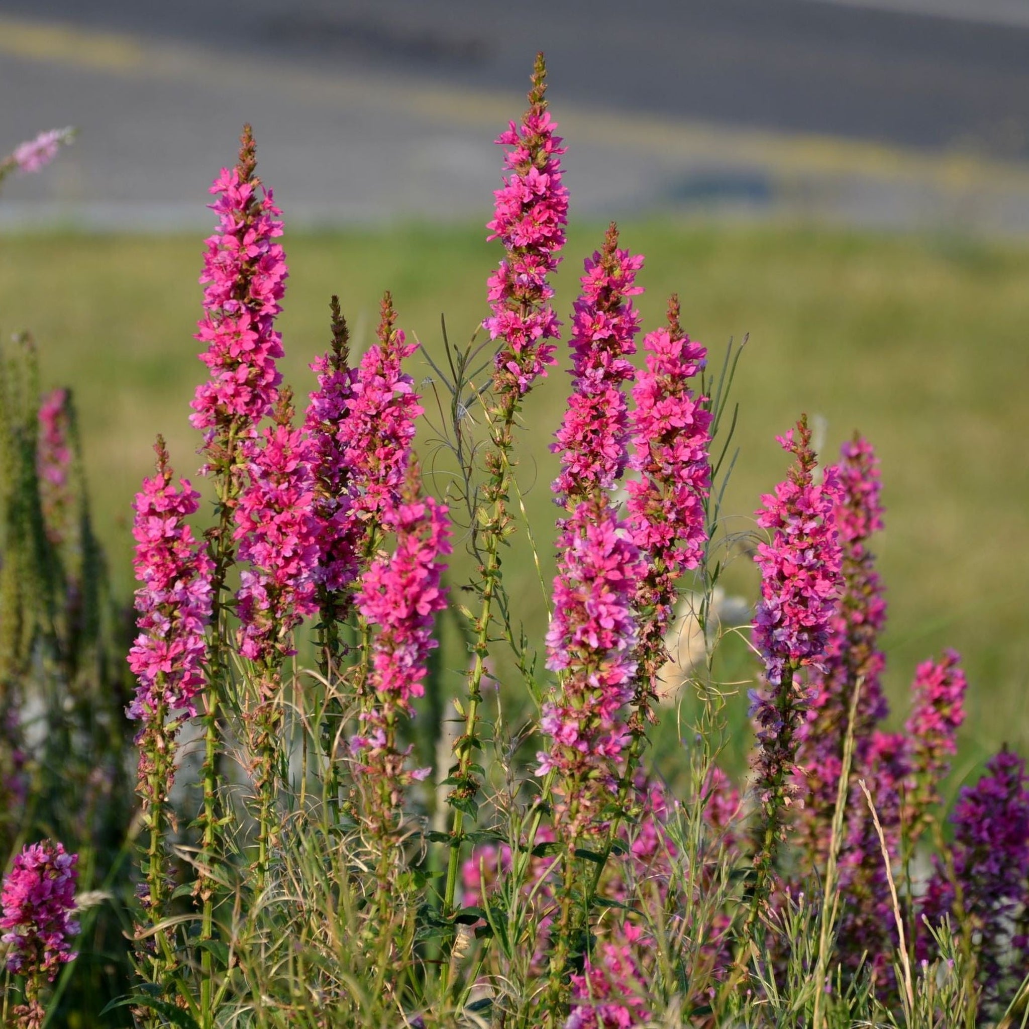 Lythrum - Robin 1.5L