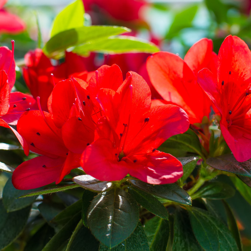 Azalea Japonica 'Manuska' 2L