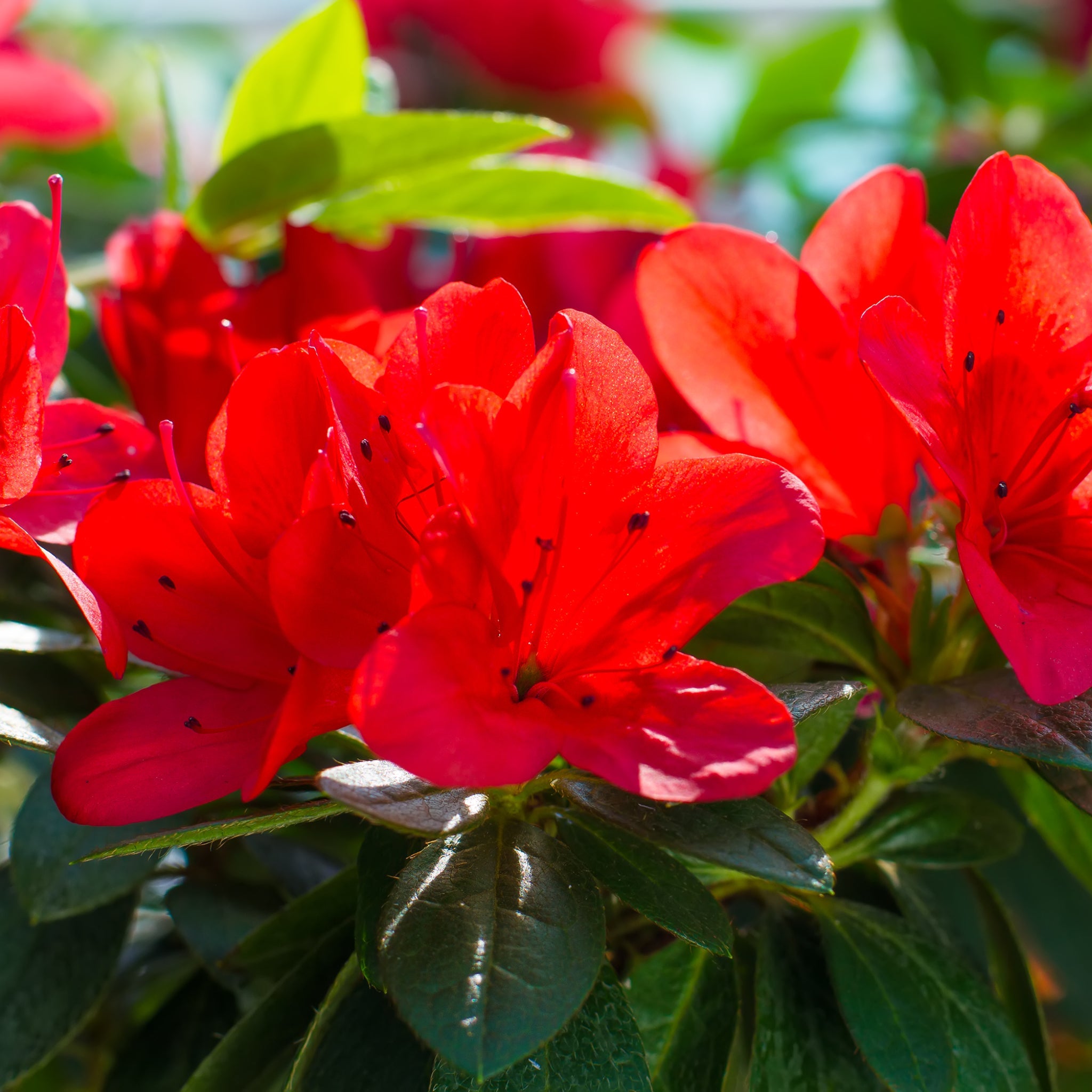Azalea Japonica 'Manuska' 2L