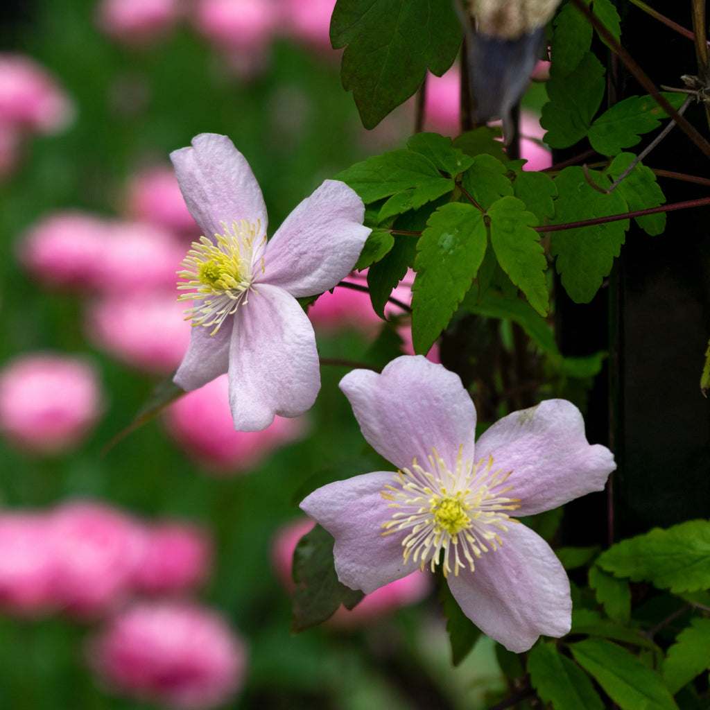 Clematis montana 'Mayleen' 60cm