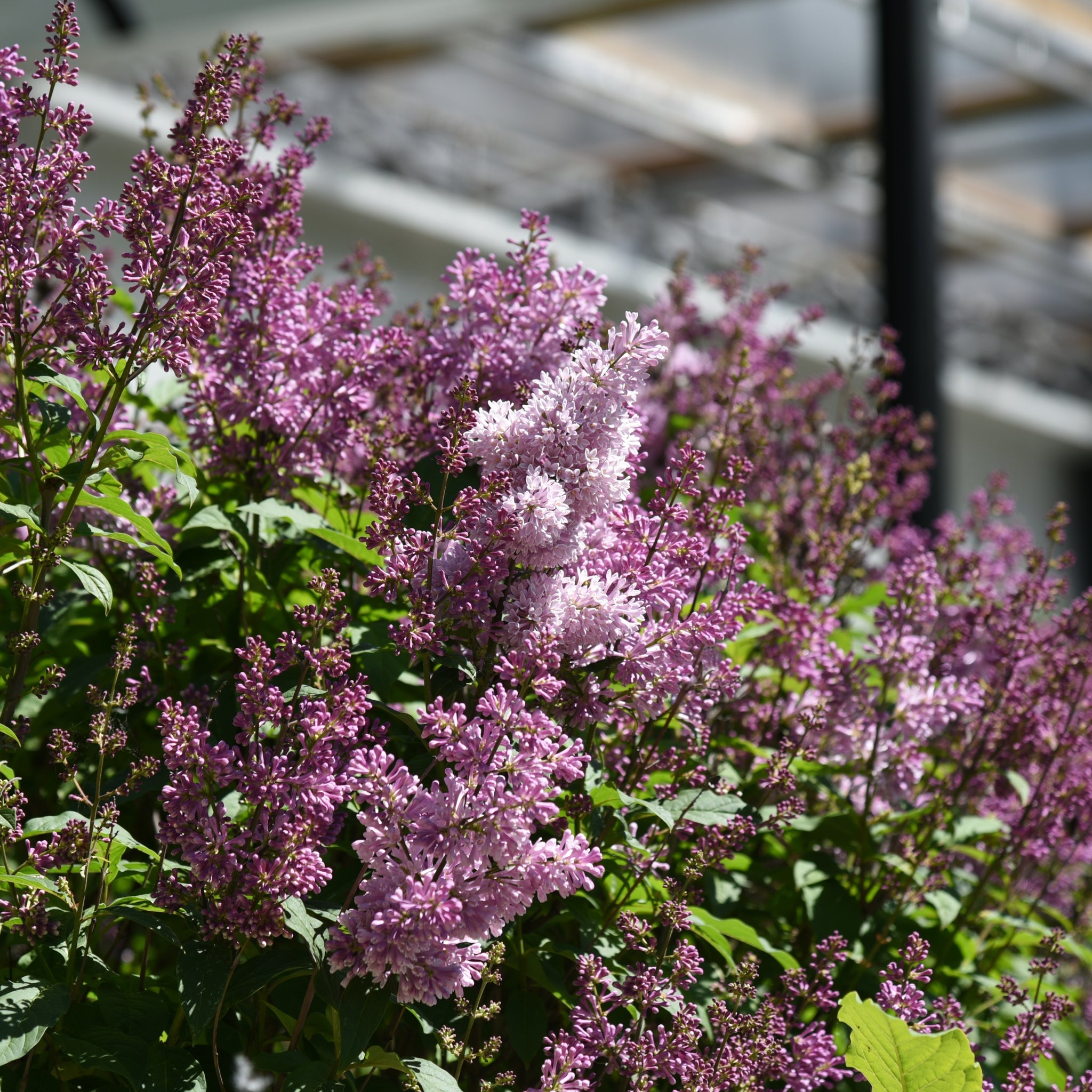 Syringa 'Minuet' (Lilac) 5L