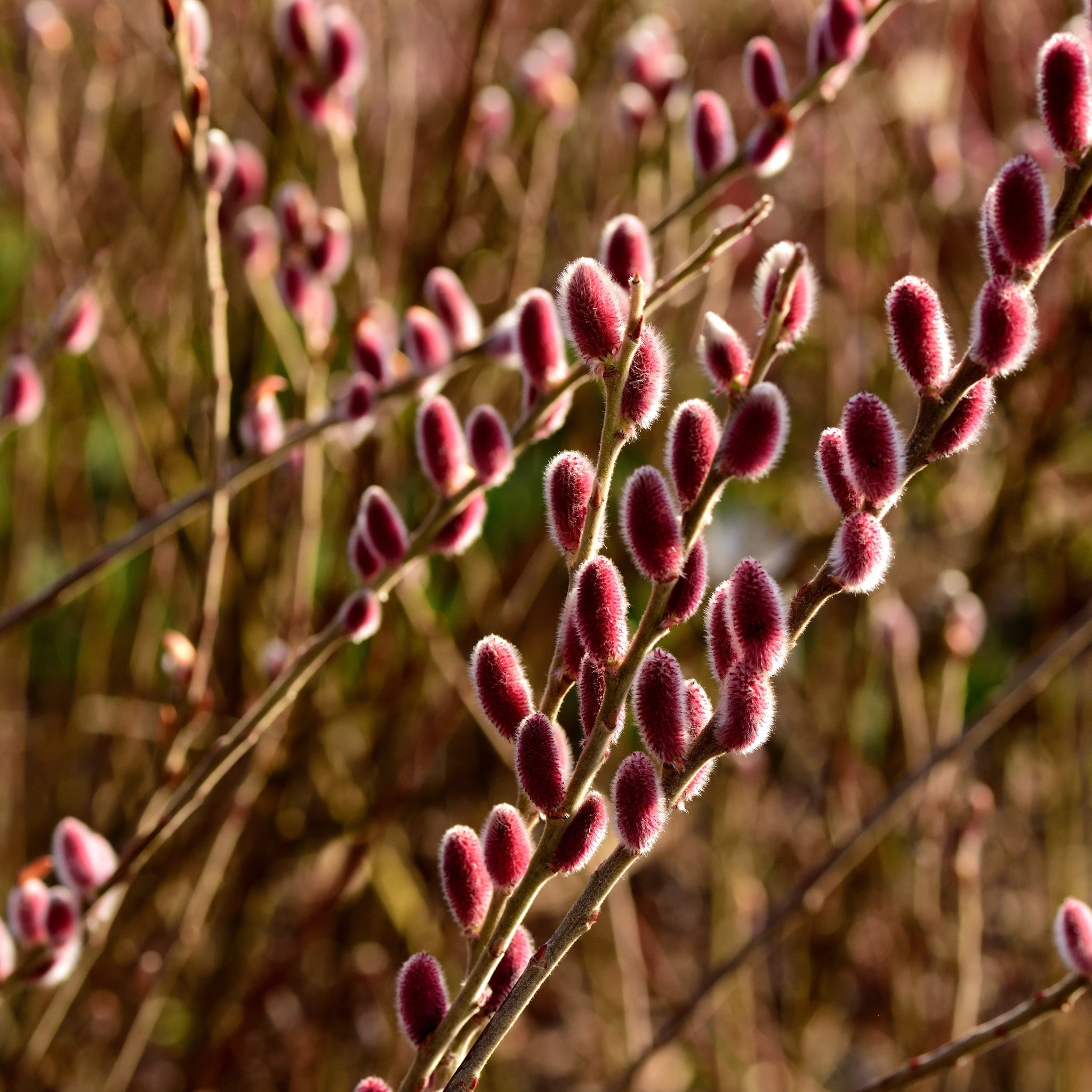 Salix gracilistyla 'Mount Aso' Shrub - Pussy Willow (I am Red Cat) 3L
