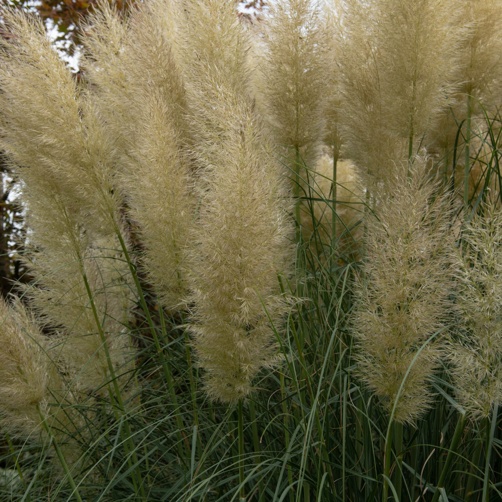 Pampas Grass - Cortaderia selloana Pumila 2L/5L