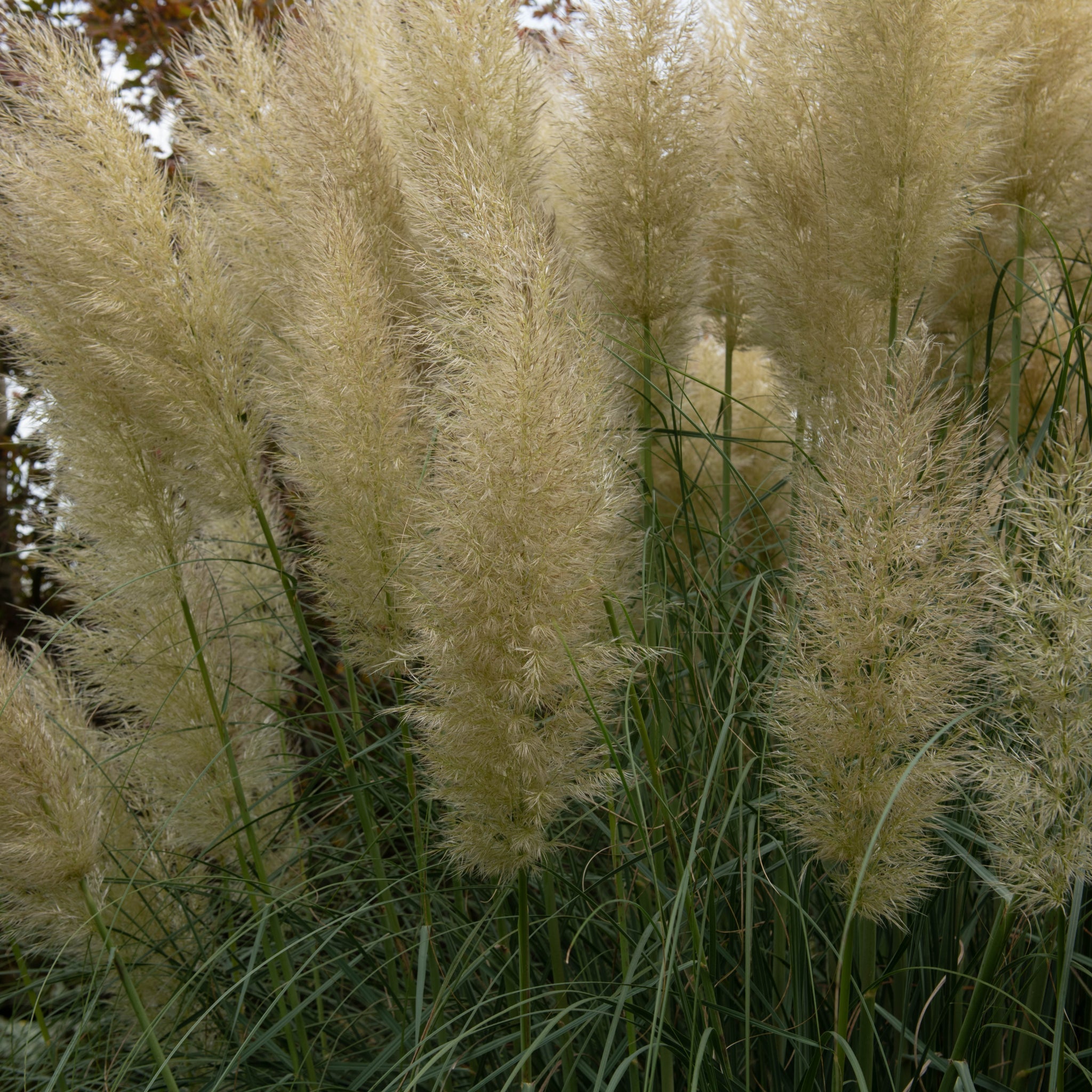 Pampas Grass - Cortaderia selloana Pumila 2L/5L