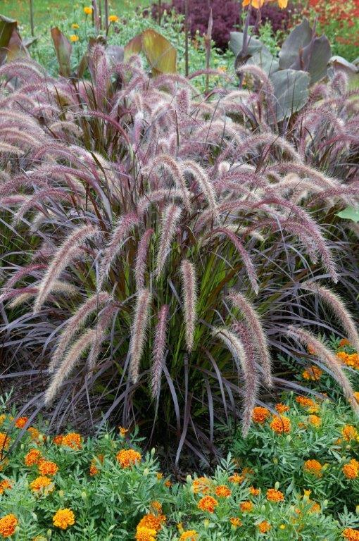 Pennisetum x Advena - Rubrum 9cm / 2L