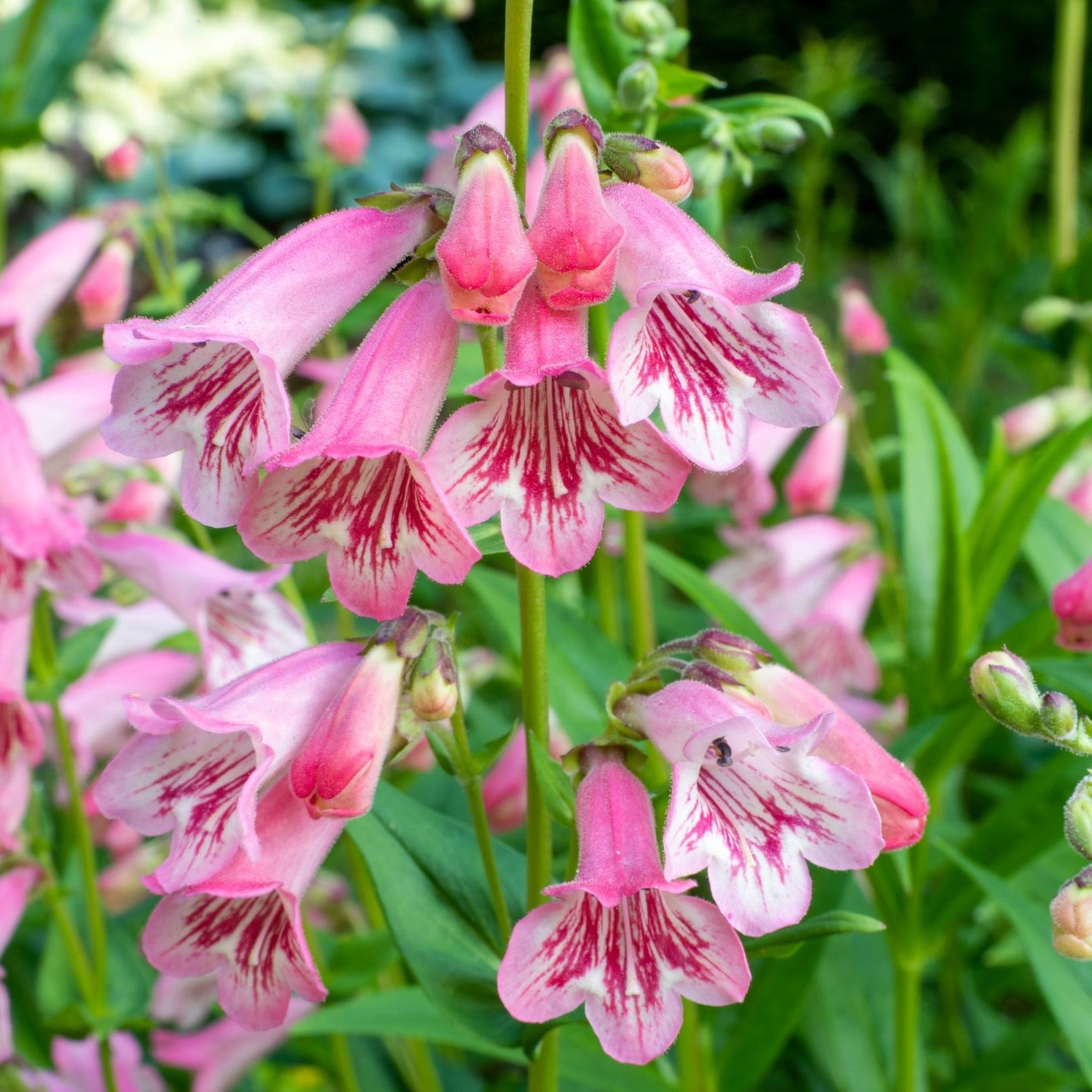 4 x Pink Flowering Perennials – 9cm Pots