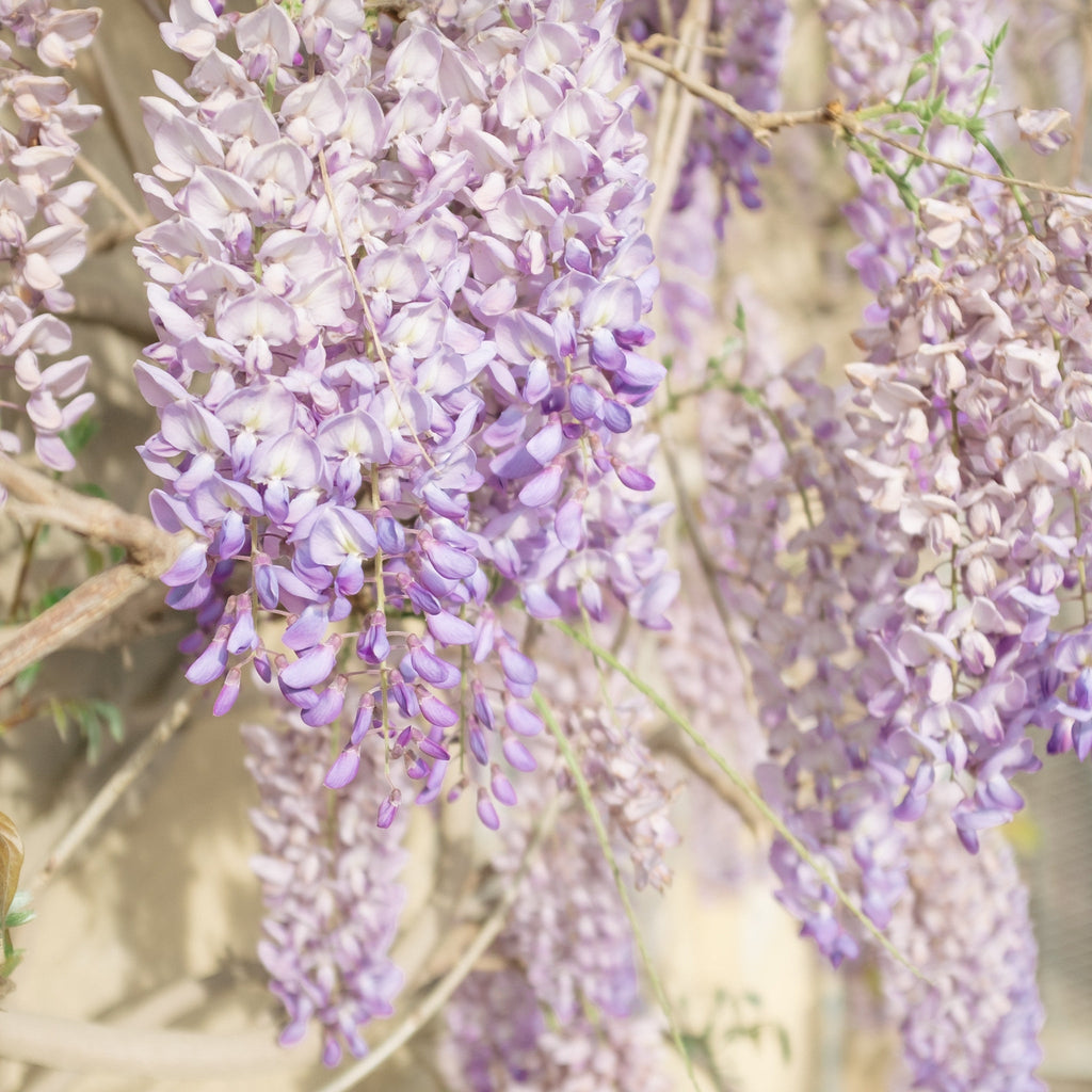 Wisteria sinensis 'Caroline' 60cm