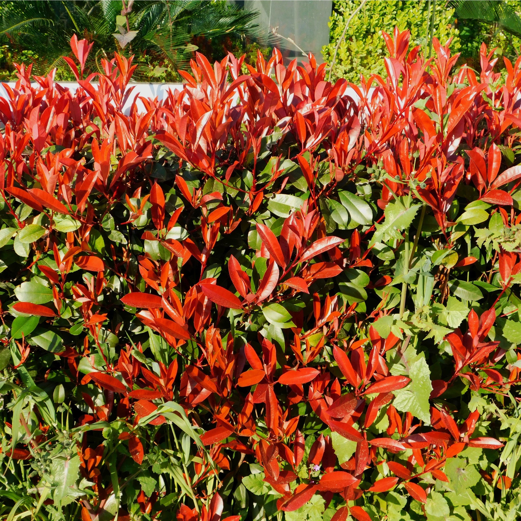 Photinia x fraseri 'Red Robin' 9cm-10L