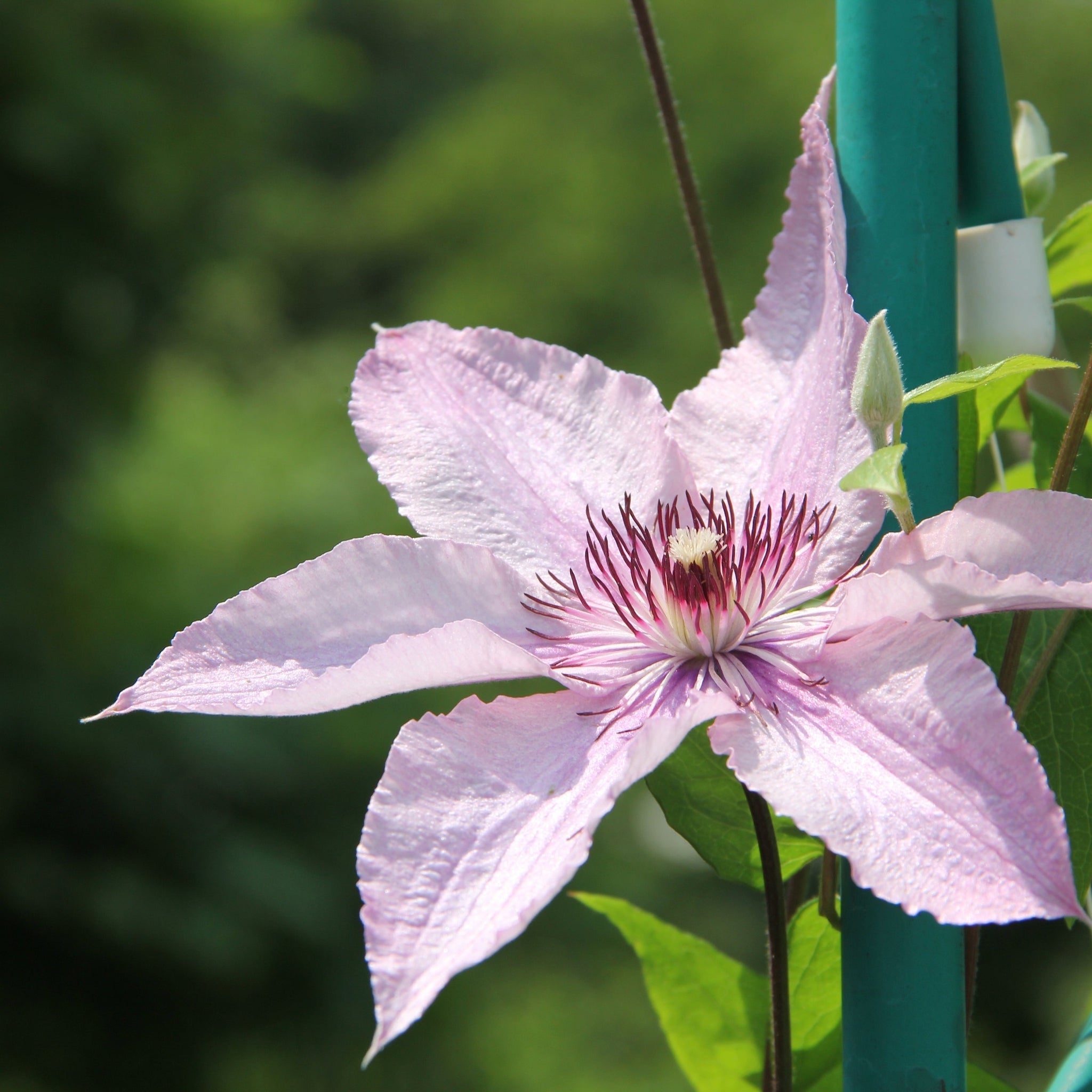Clematis Pink Fantasy 75-85cm