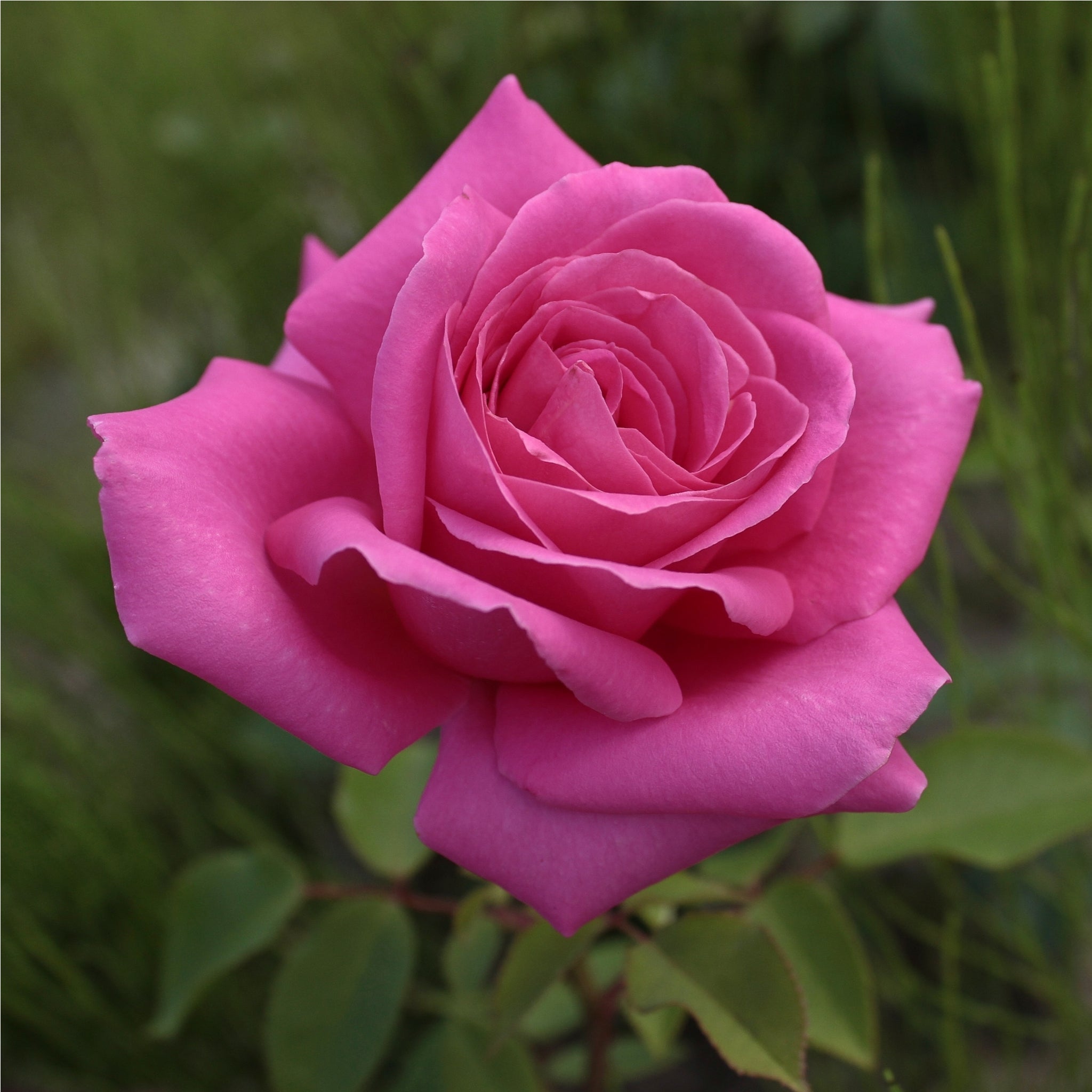 Pink Favourite Rose -  Hybrid Tea (PRE ORDER DECEMBER '25)