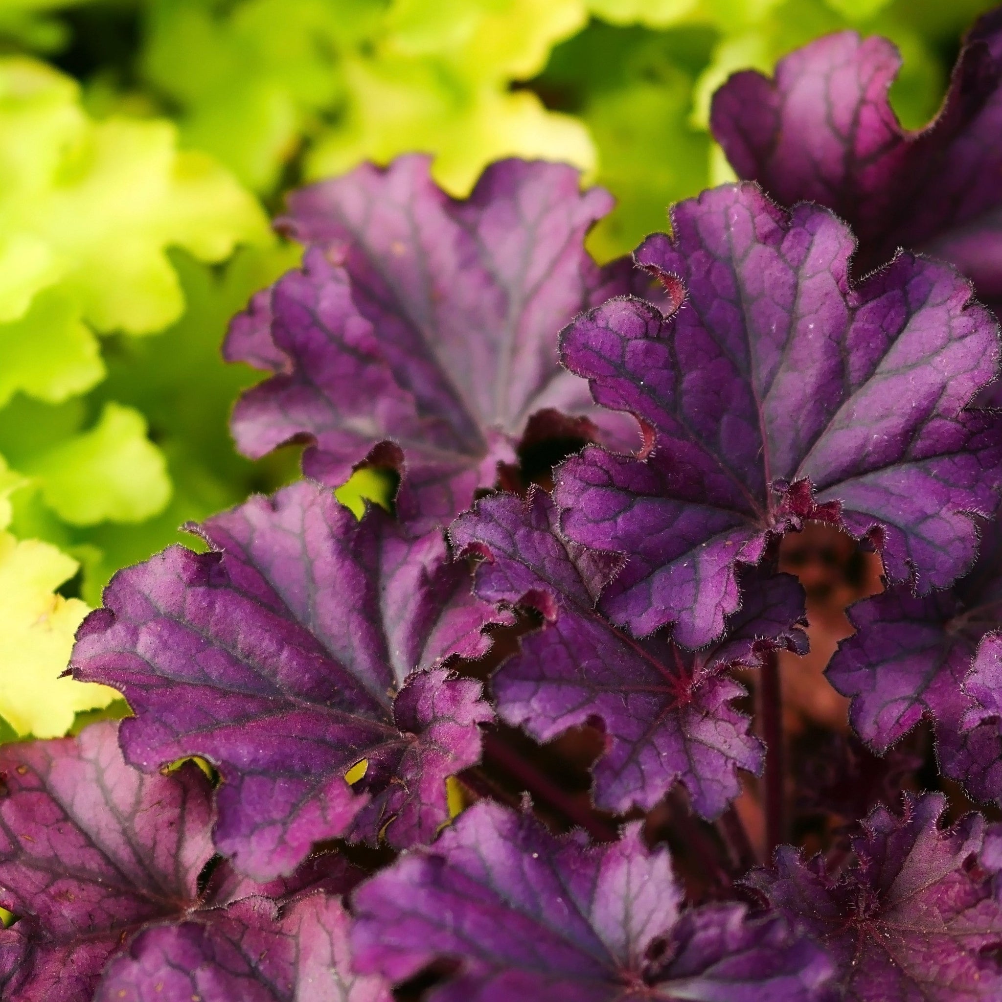 Heuchera 'Plum Pudding' 9cm/2L