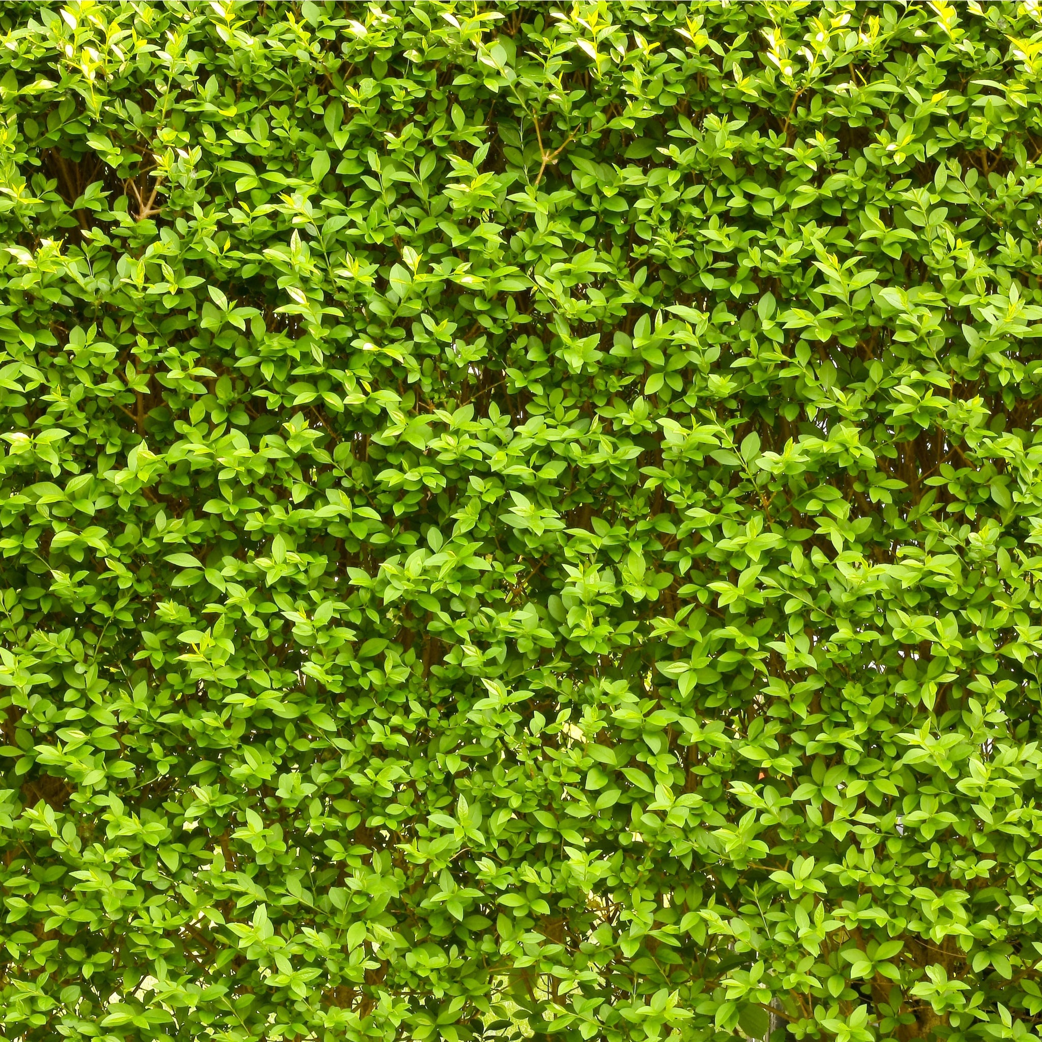 Ligustrum ovalifolium 5L (Privet Hedging)