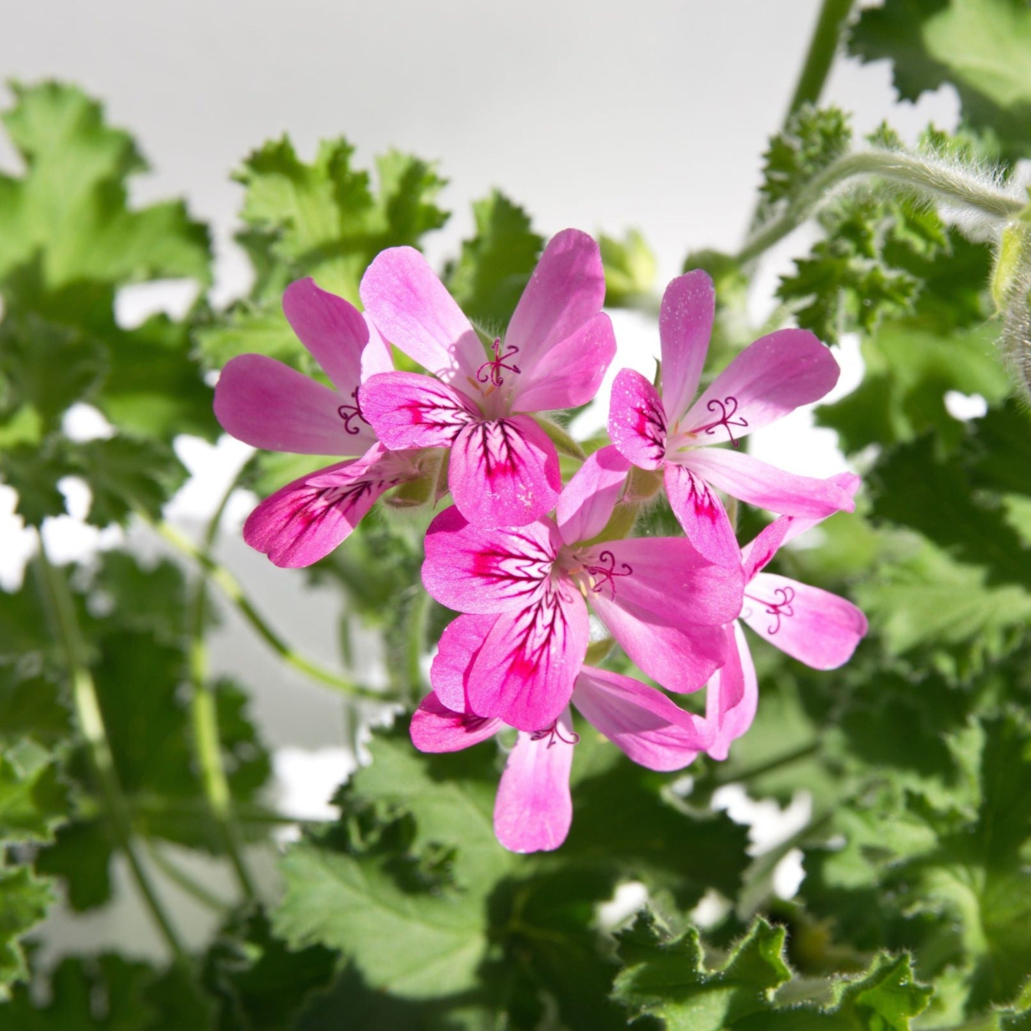 Scented Pelargonium (Scented Geranium) 'Rose'