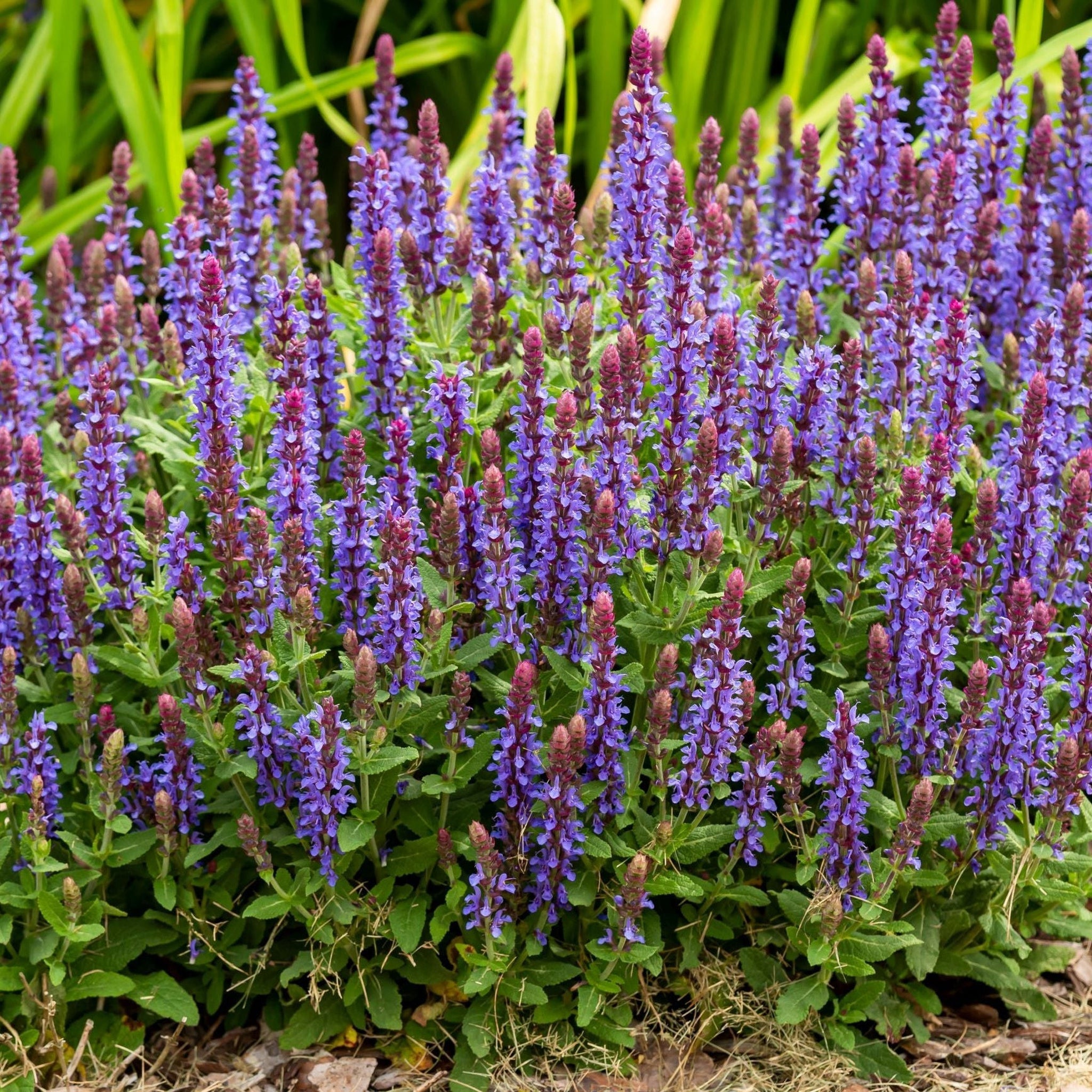 Salvia x superba New Dimensions Blue 9cm