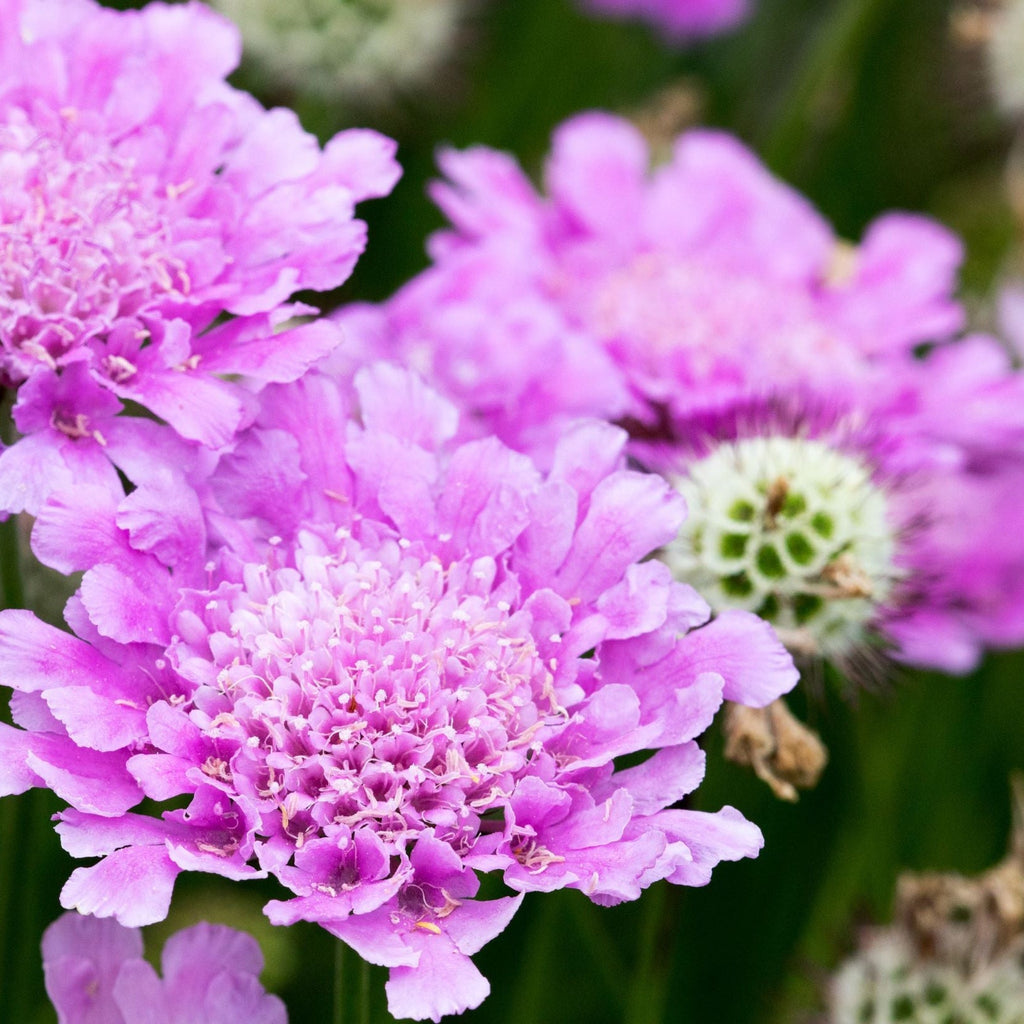 Scabious 'Pink Mist' 9cm/2L