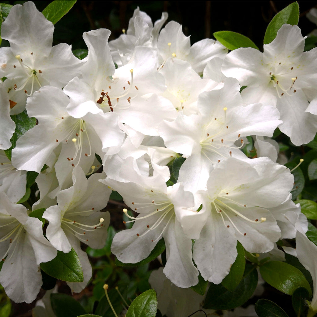 Azalea 'Schneewittchen' 2L
