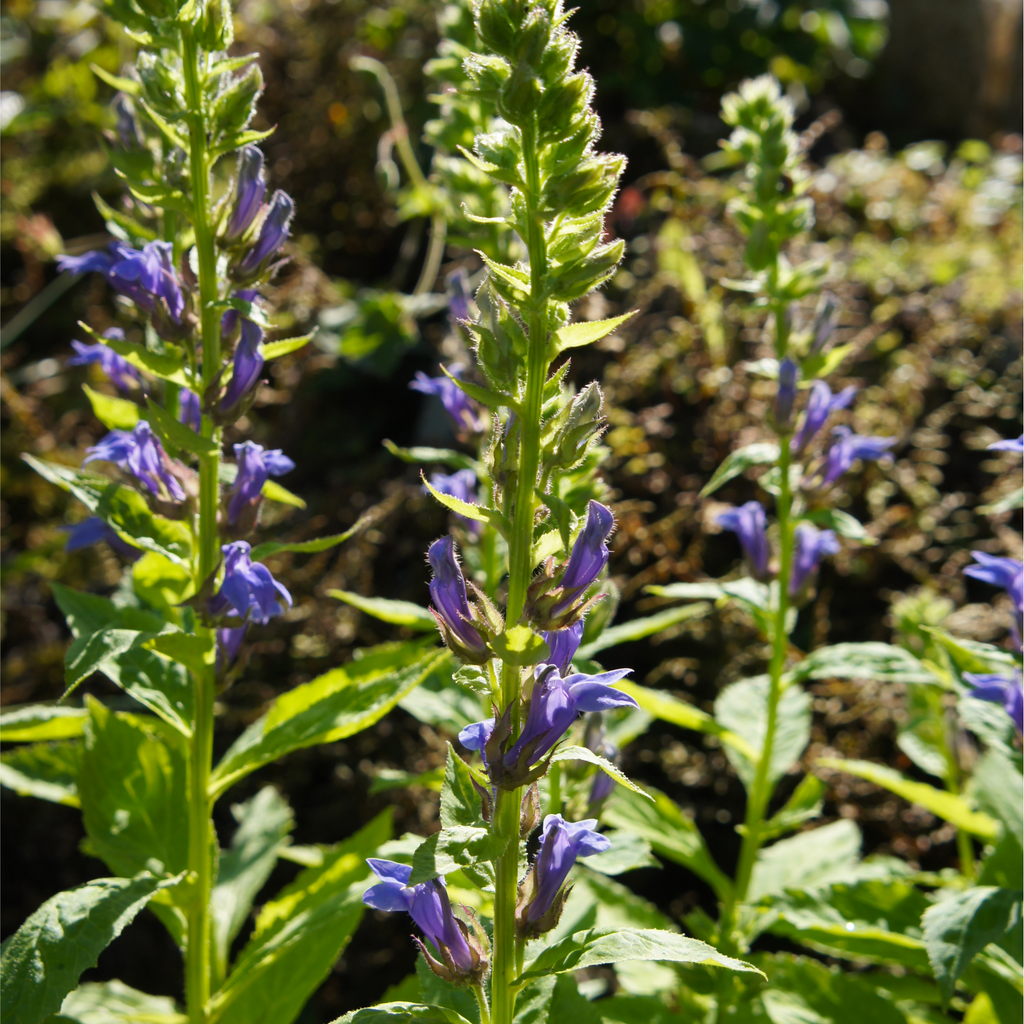 Lobelia × speciosa 'Fan Blue' 1.5L