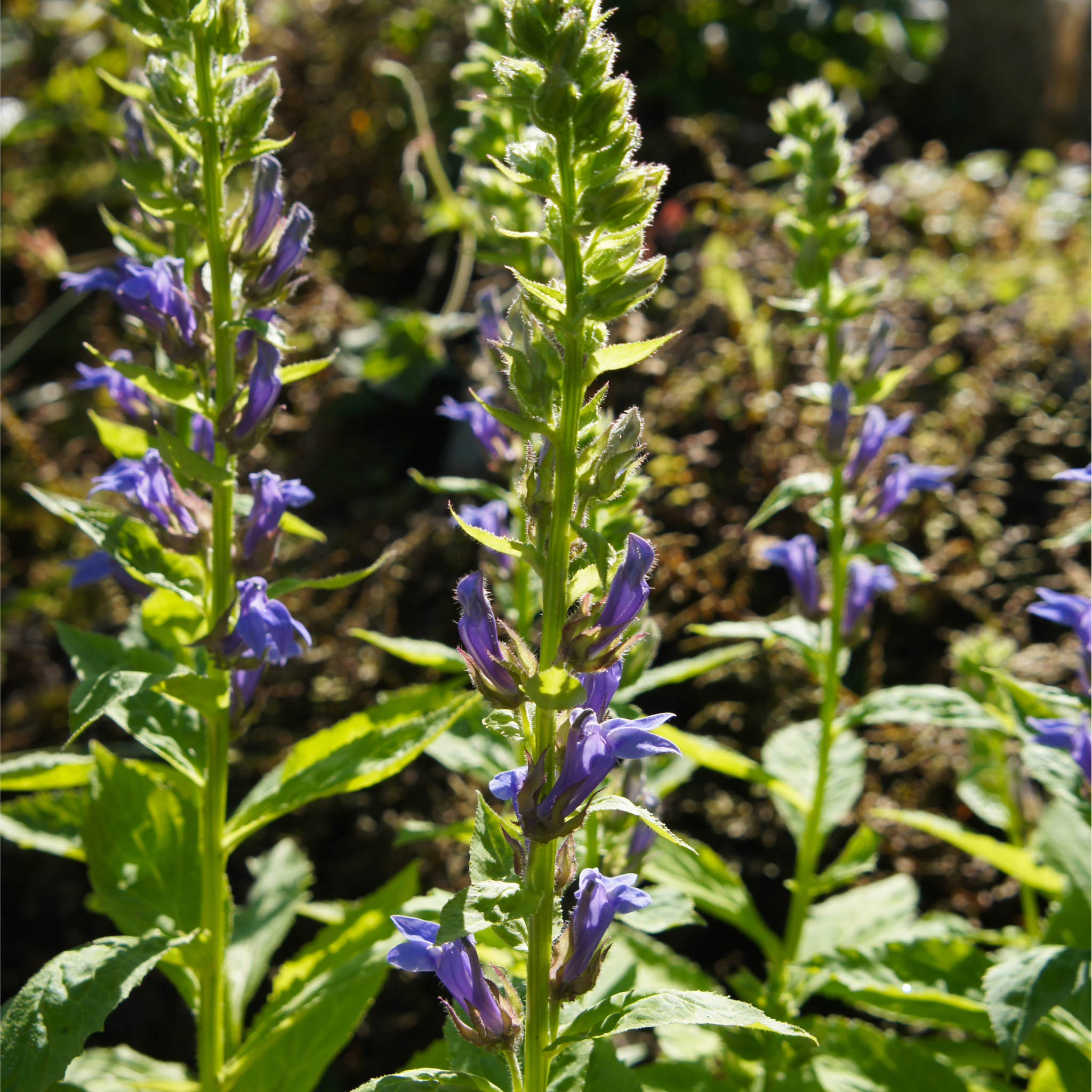Lobelia × speciosa 'Fan Blue' 1.5L