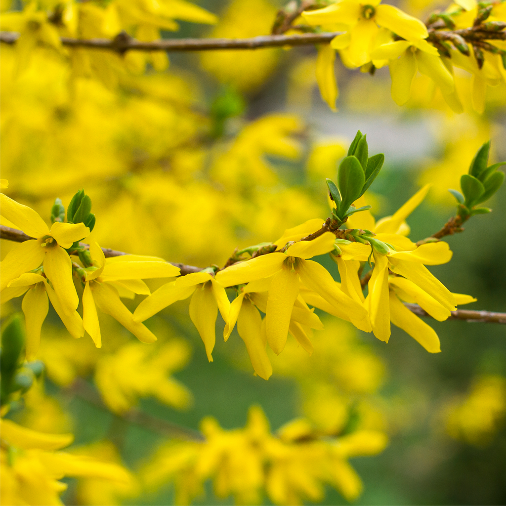 Forsythia x intermedia 'Lynwood' 1L
