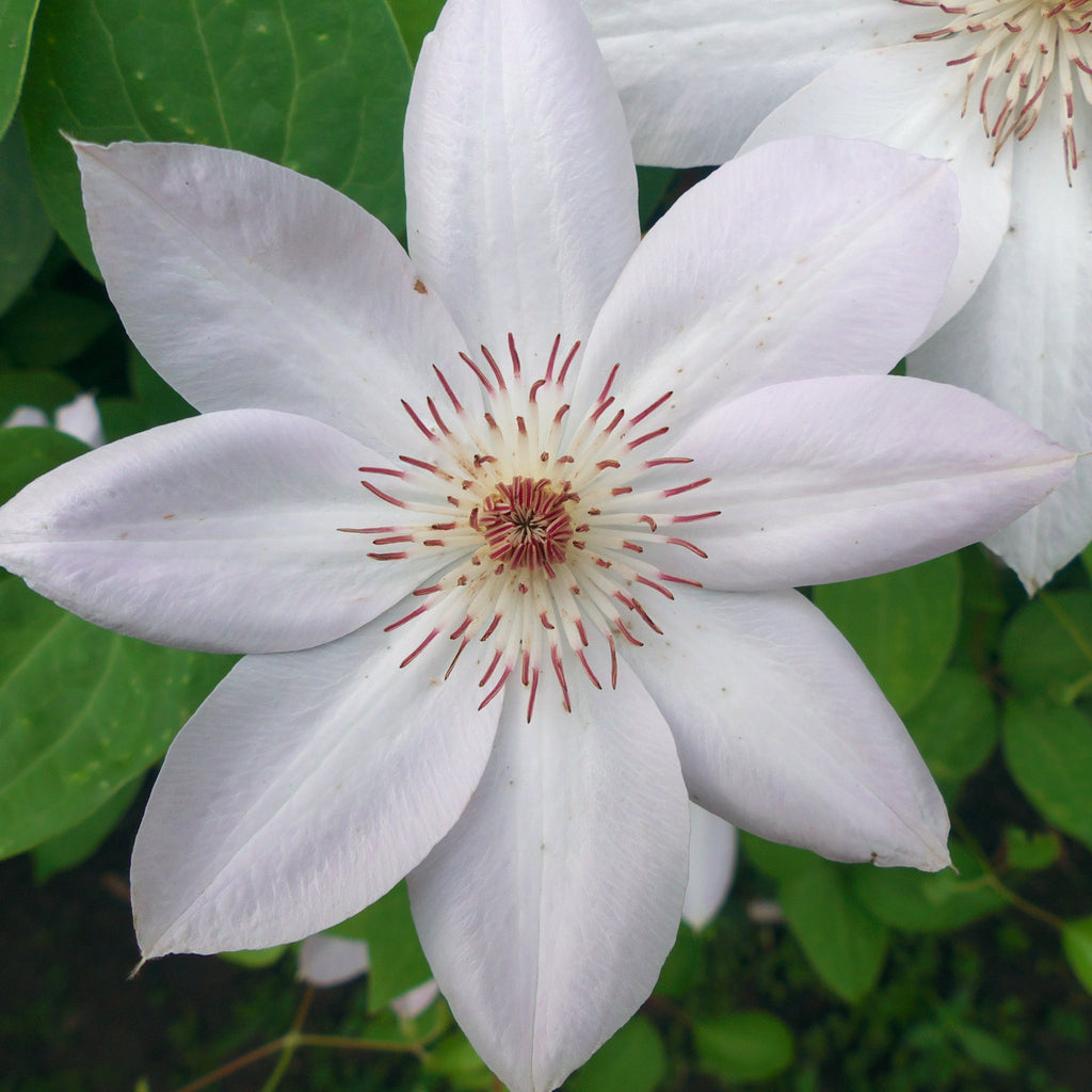 Clematis 'Miss Bateman' 60cm