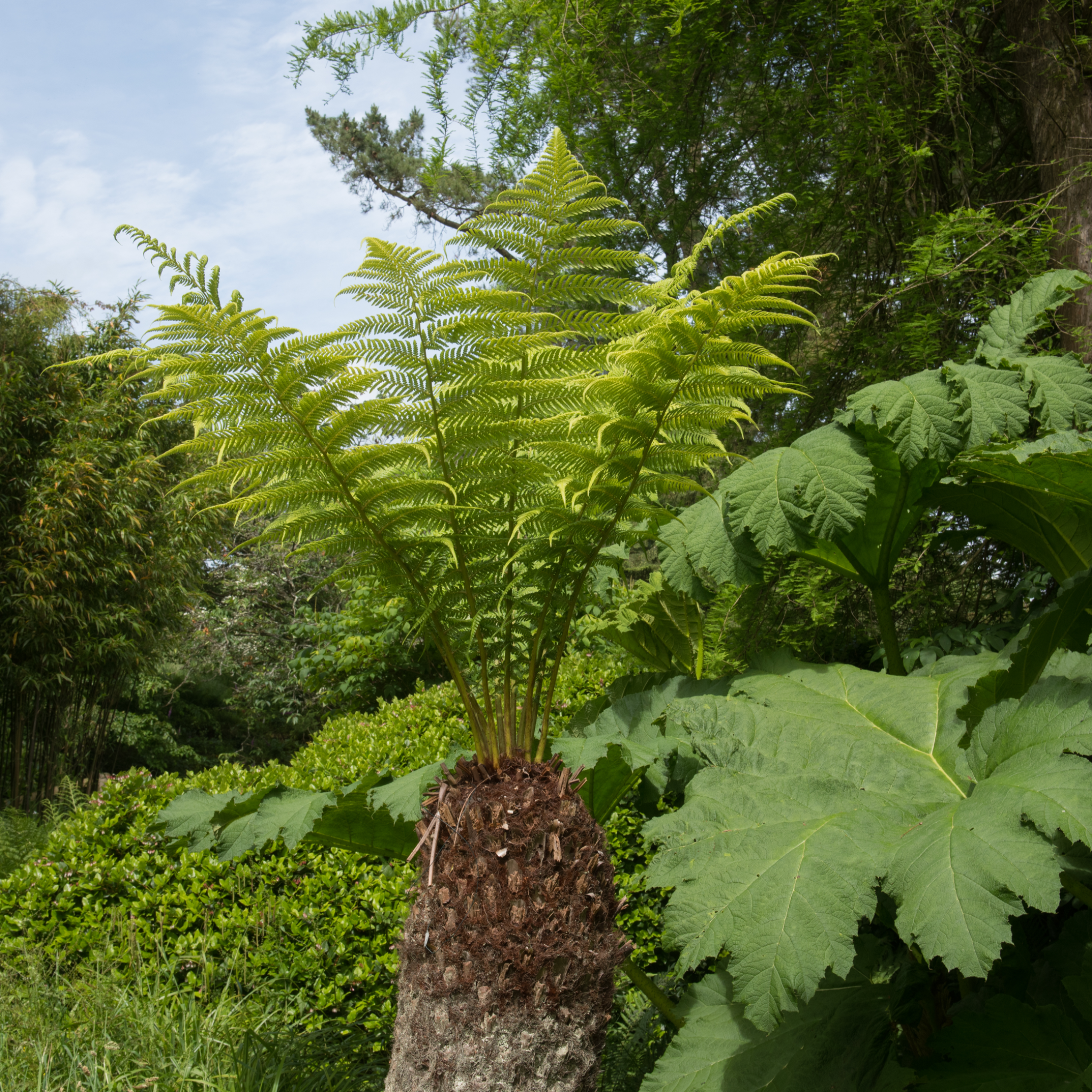 Dicksonia antarctica 'Tree Fern' 1/2/5L