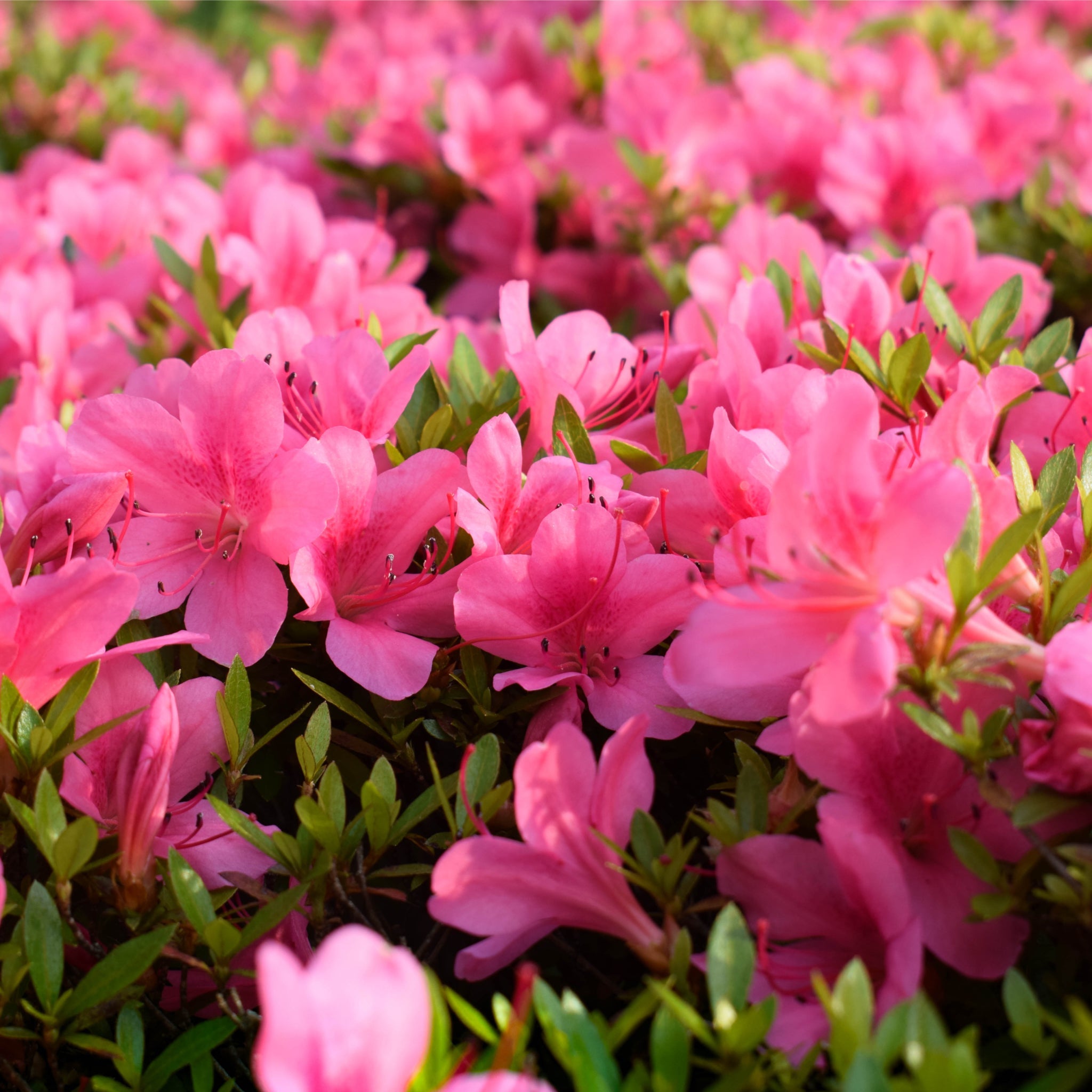 Azalea 'Roza' 2L