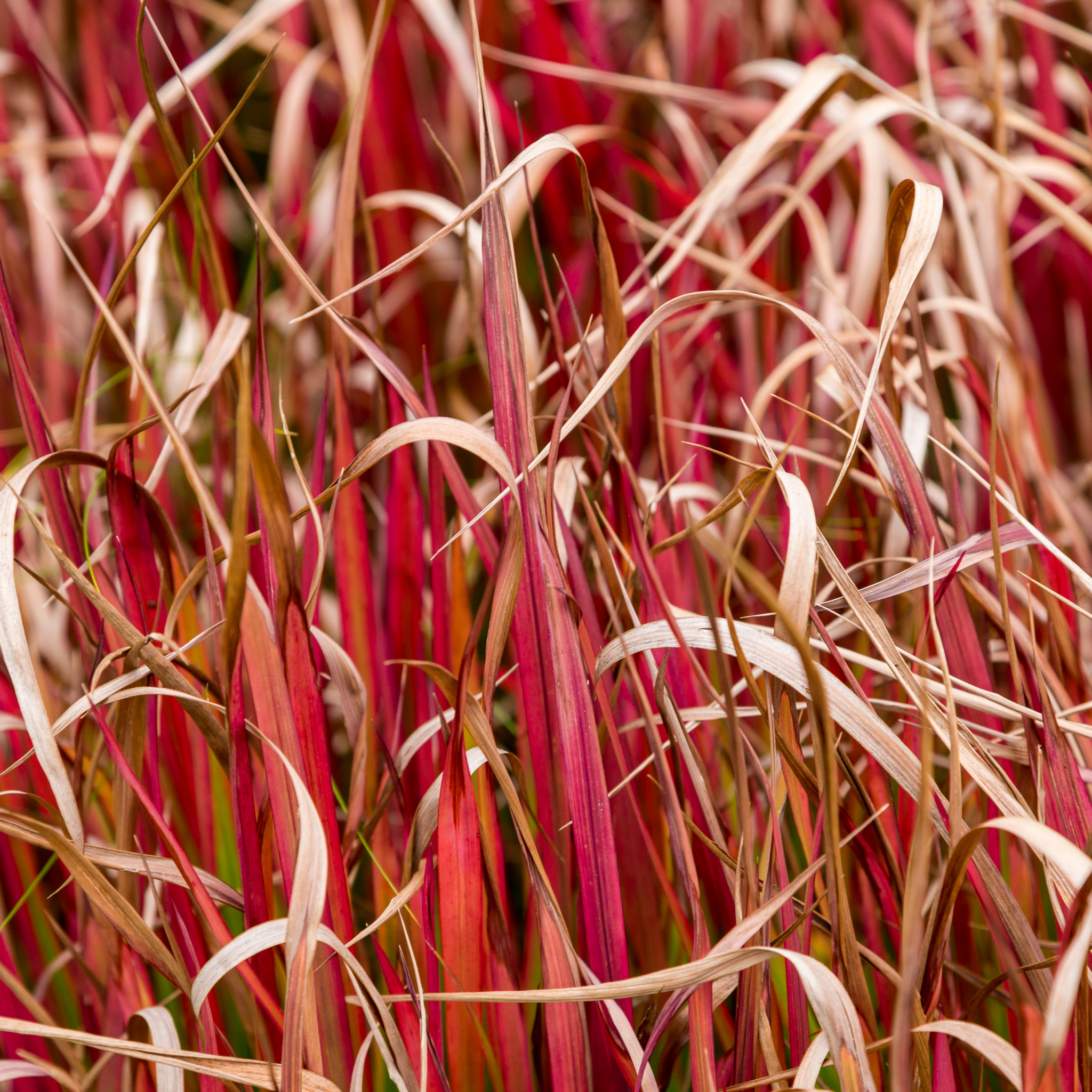 Uncinia 'Rubra' Ornamental Grass 3L