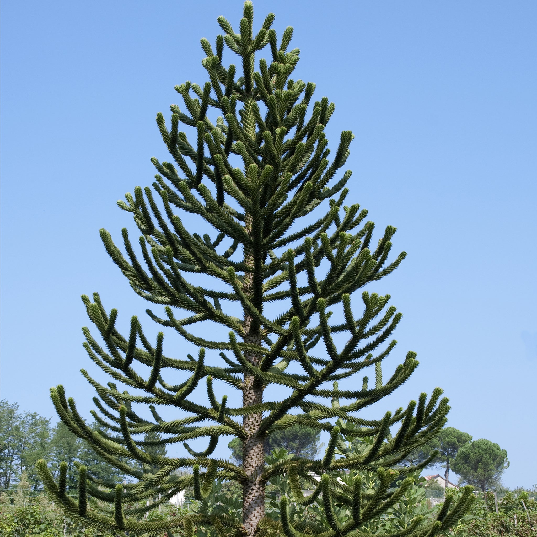 Araucaria Araucana | Monkey Puzzle Tree