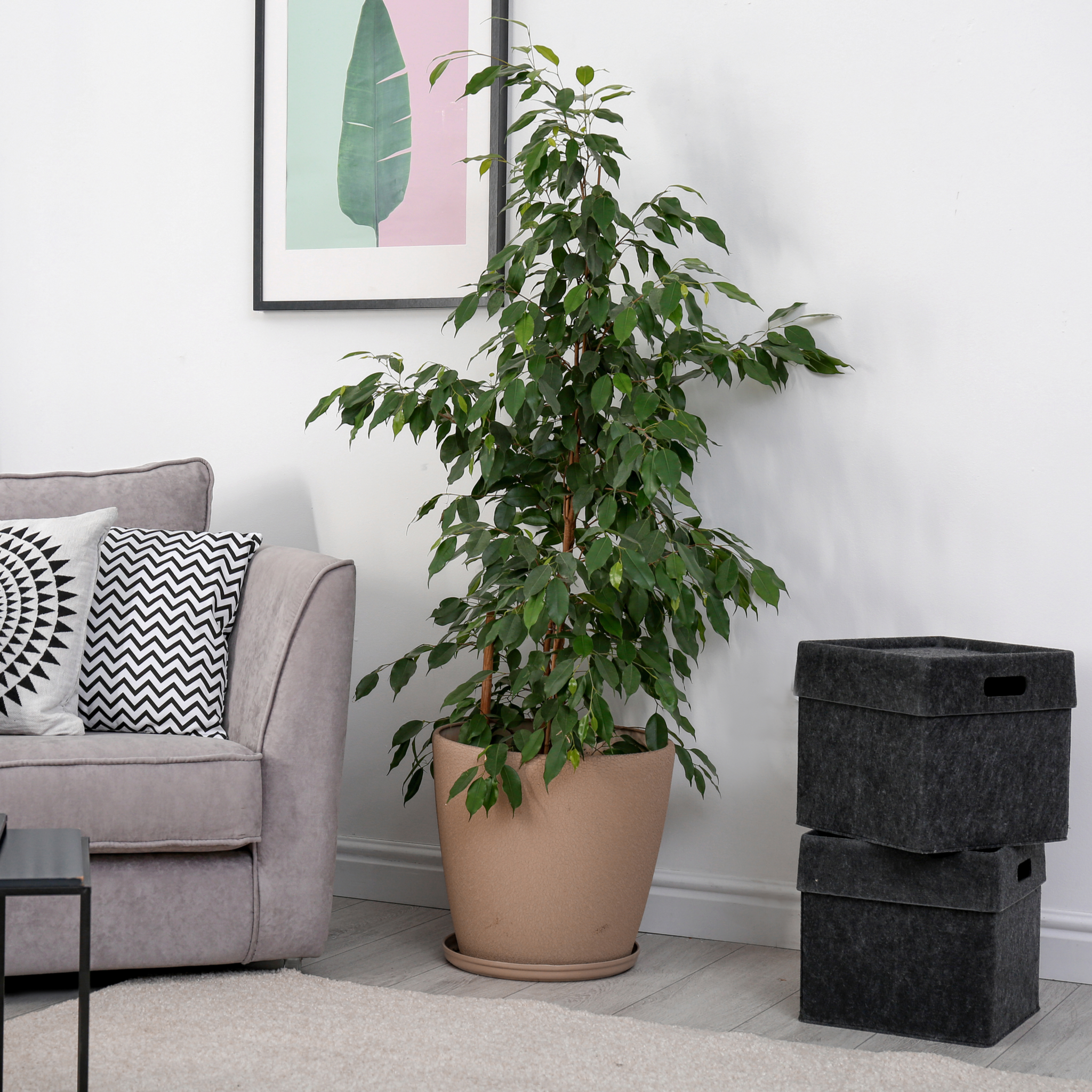 Ficus Benjamina (Weeping Fig) 50-60cm