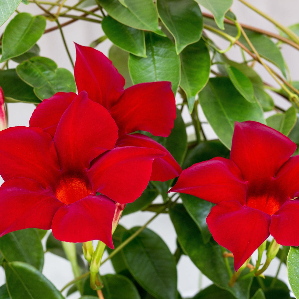 Mandevilla sanderi - Red - Pyramid