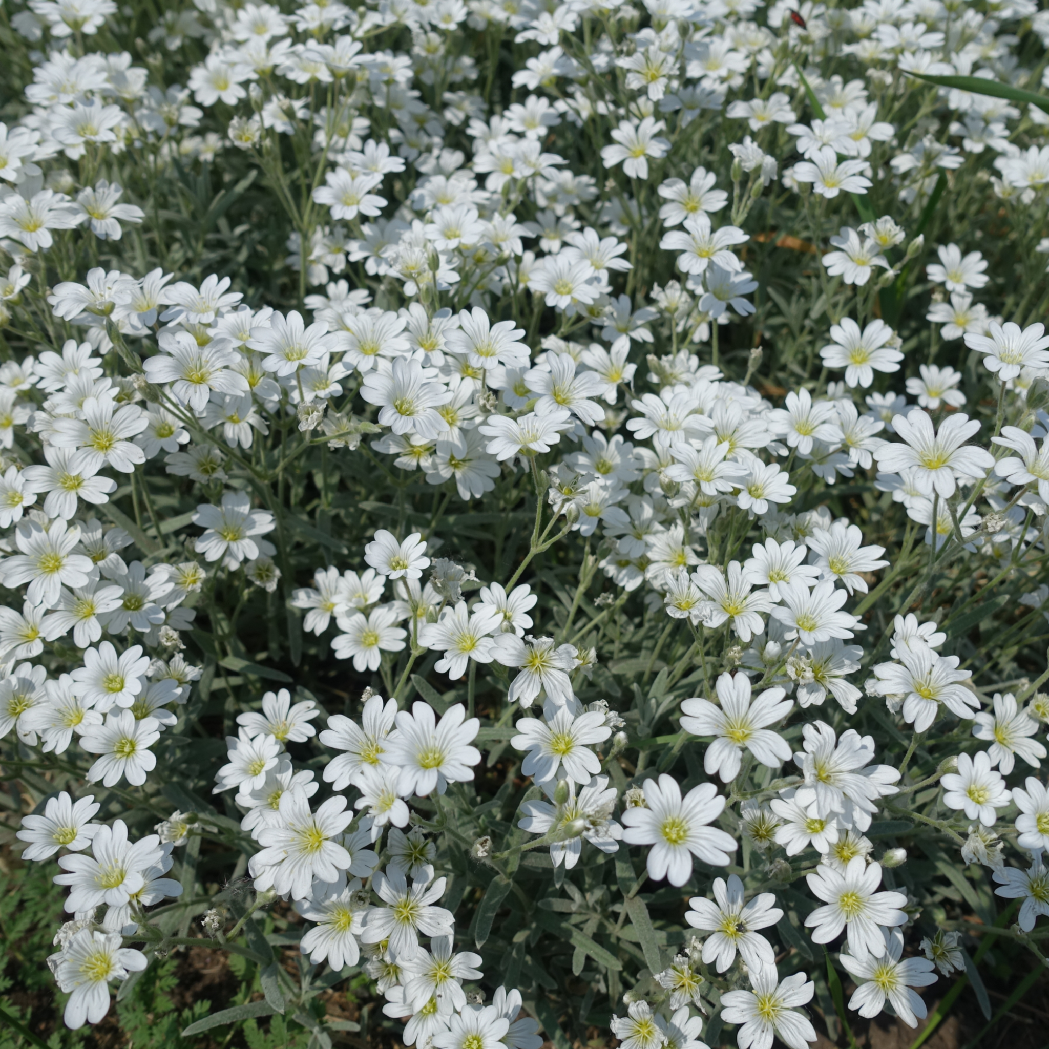 Cerastium tomentosum Silberteppich 1L