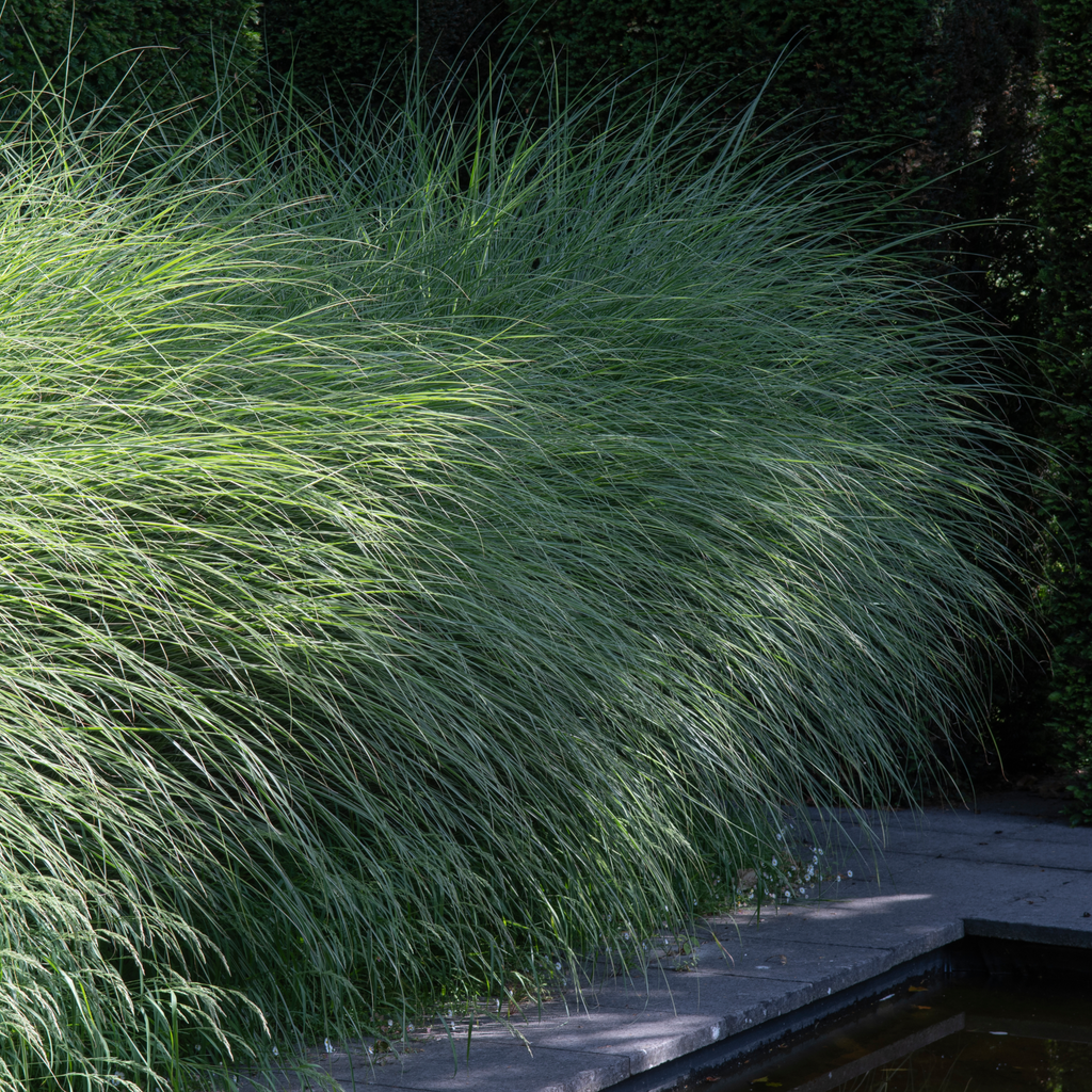 Miscanthus sinensis Morning Light 2L / 10L