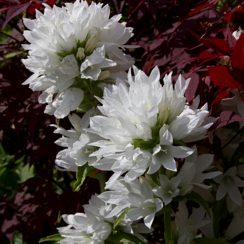 Campanula glomerata 'Alba' (White) 9cm/2L