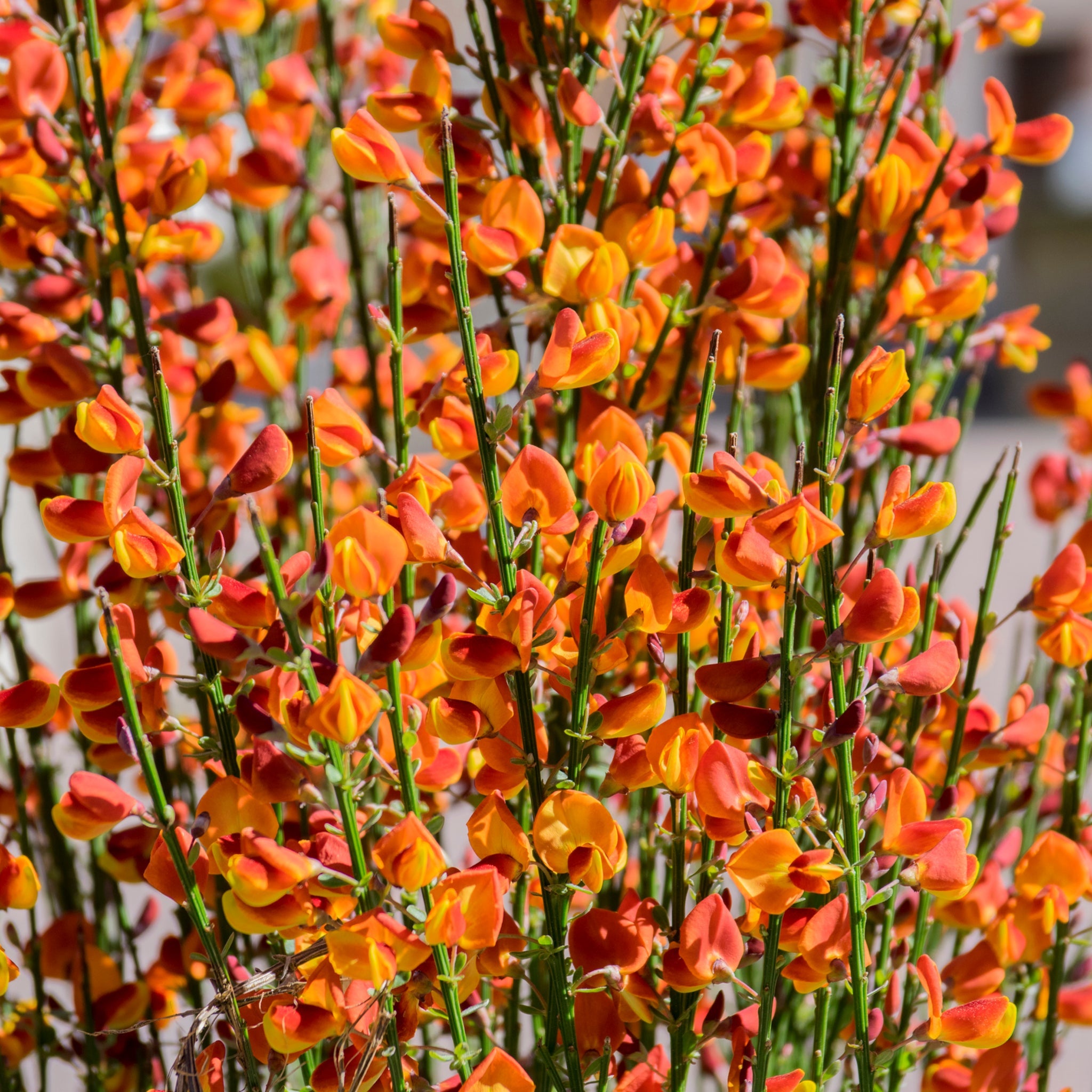 Cytisus (Broom) - 'Lena' Orange 1/2L