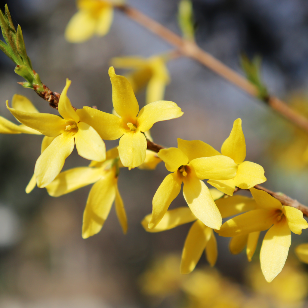 Forsythia x intermedia Spectabilis 3L