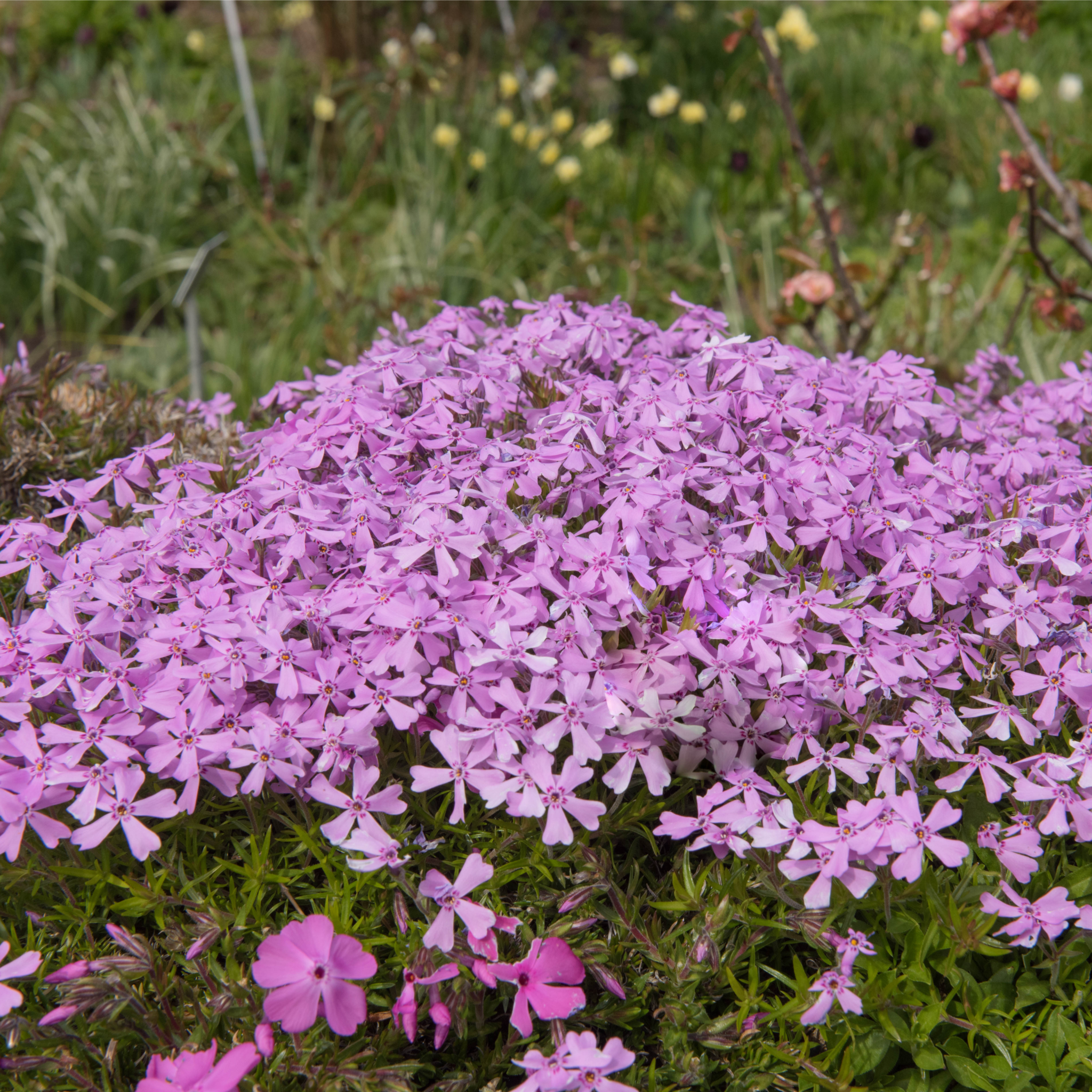Silene schafta Splendens 1L