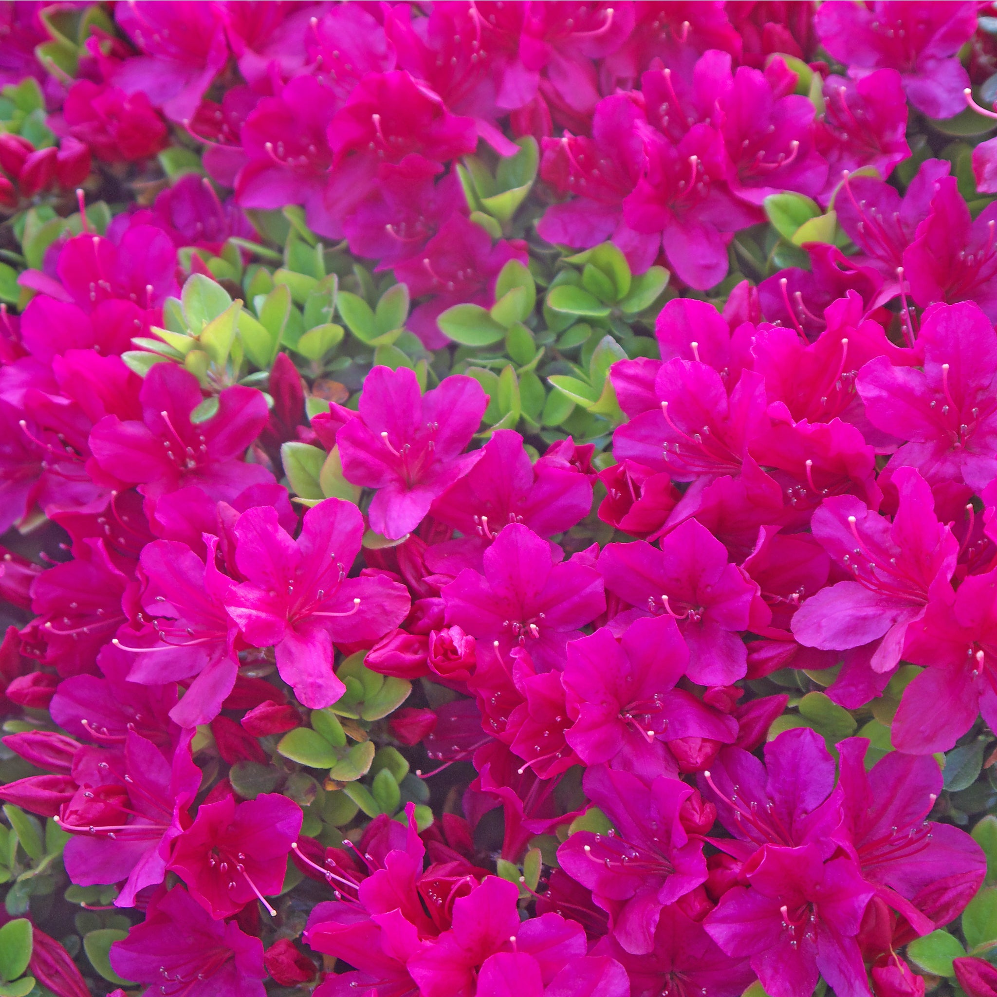 Azalea 'Toreador' 2L