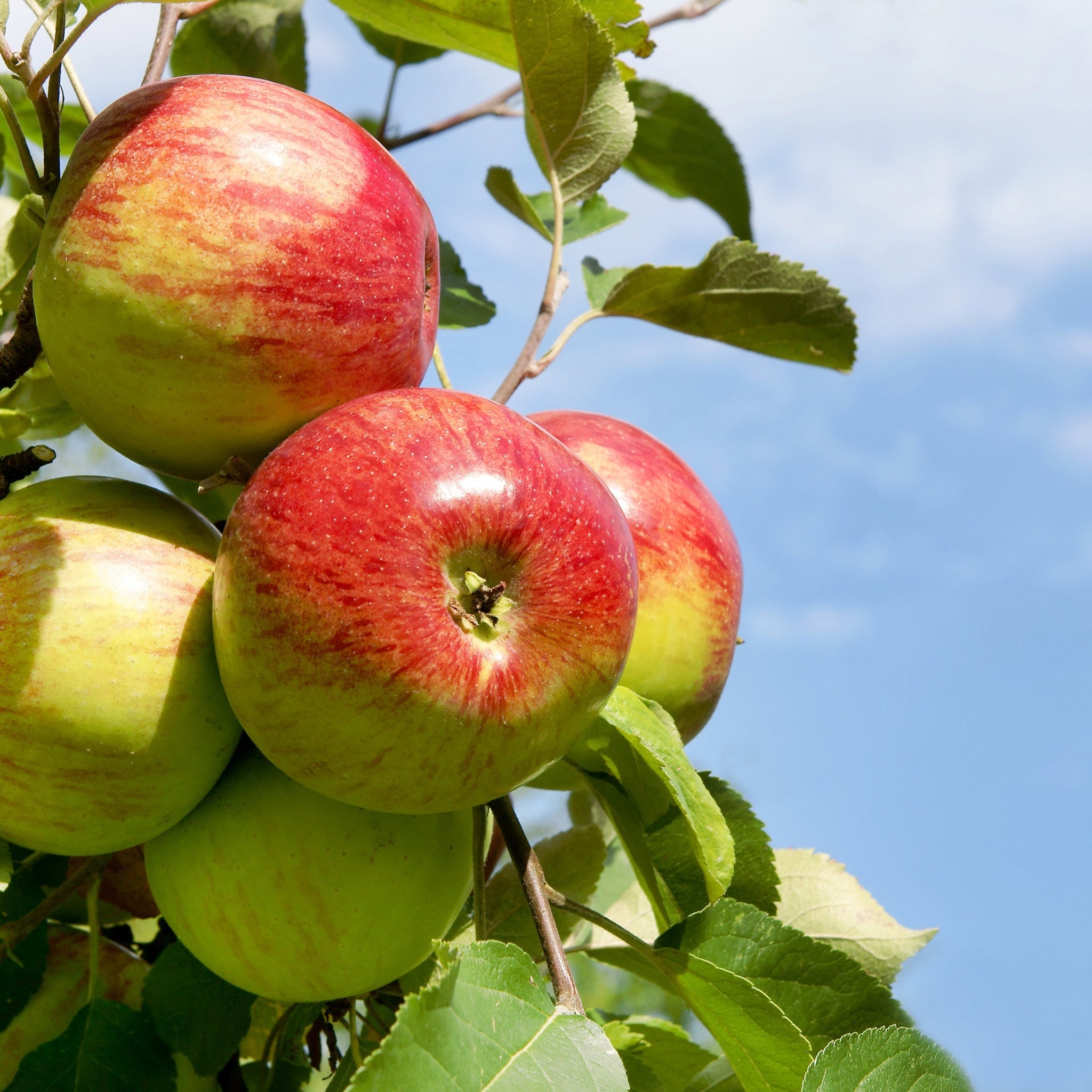 Dwarf/Patio Apple Tree 'Rode Boskoop' 1m