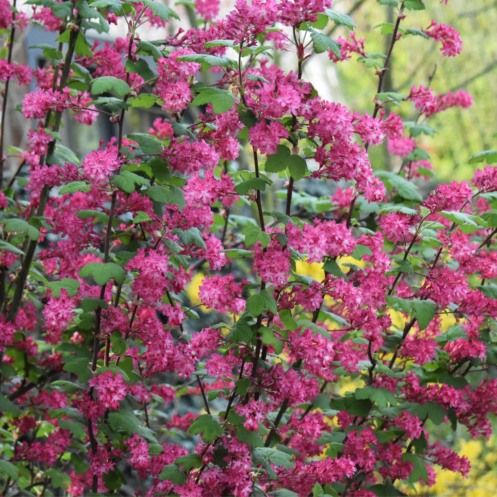 Ribes sanguineum 'King Edward VII' Flowering Currant 2L 30-40cm