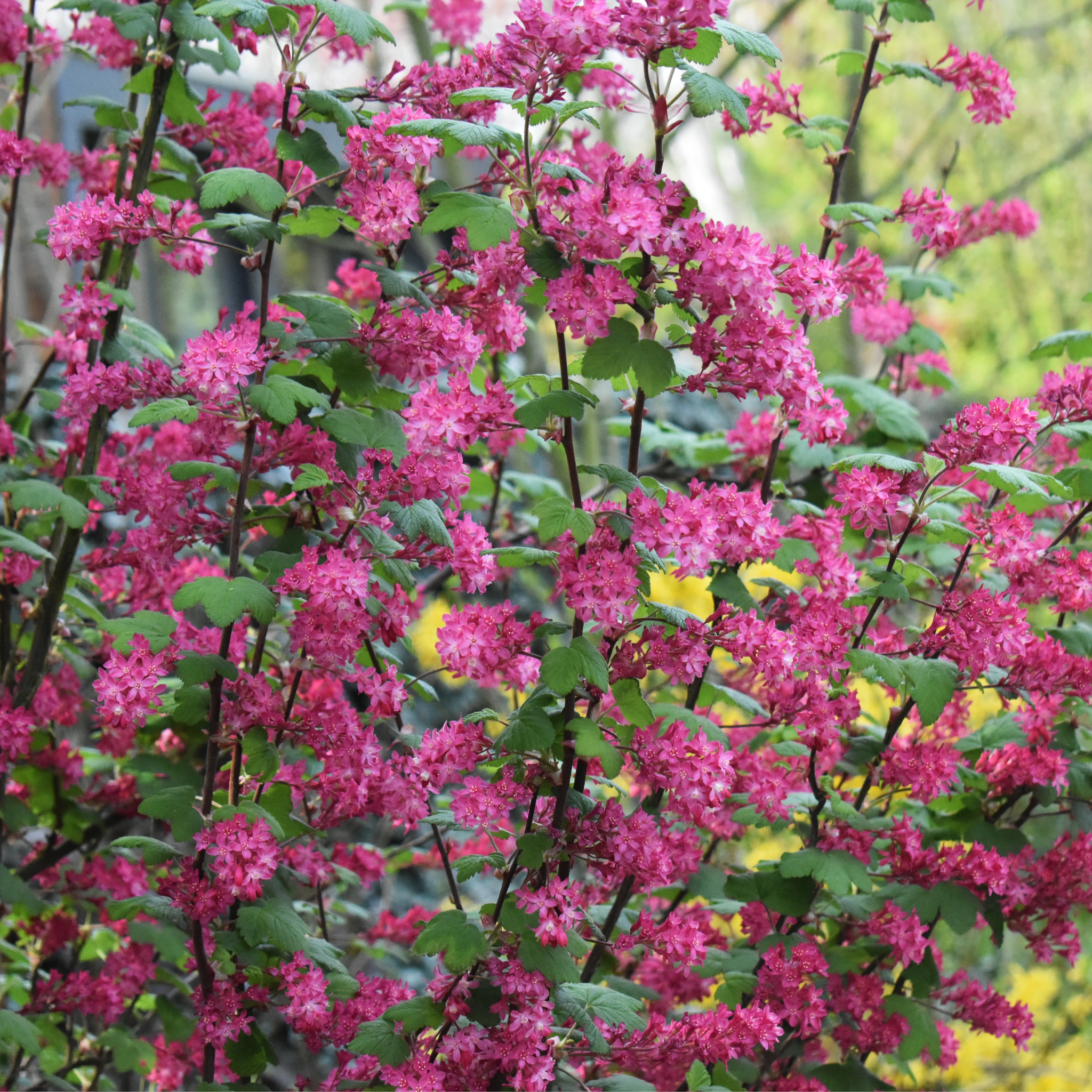 Ribes sanguineum 'King Edward VII' Flowering Currant 2L 30-40cm