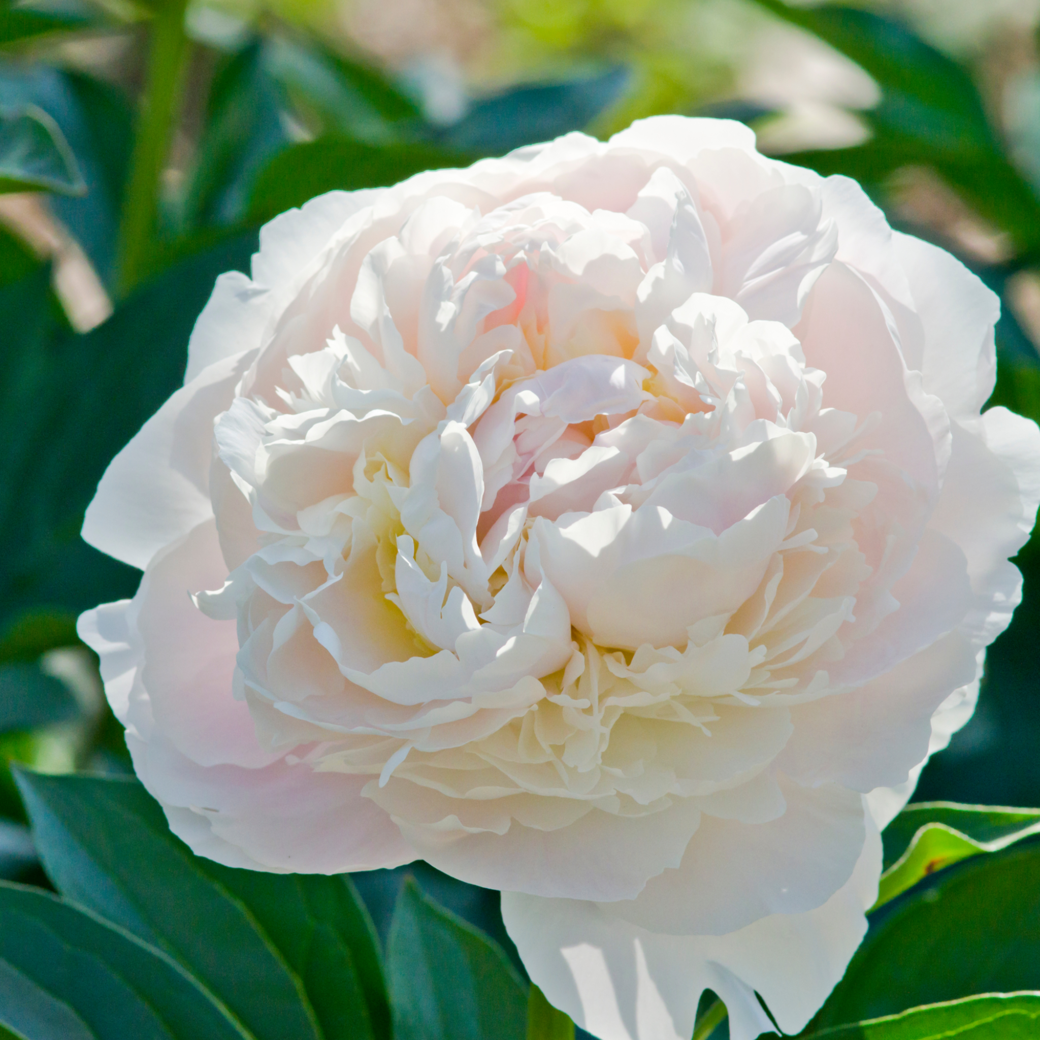 Peony Mix of 3 Plants (3 x 9cm-1L Pots)