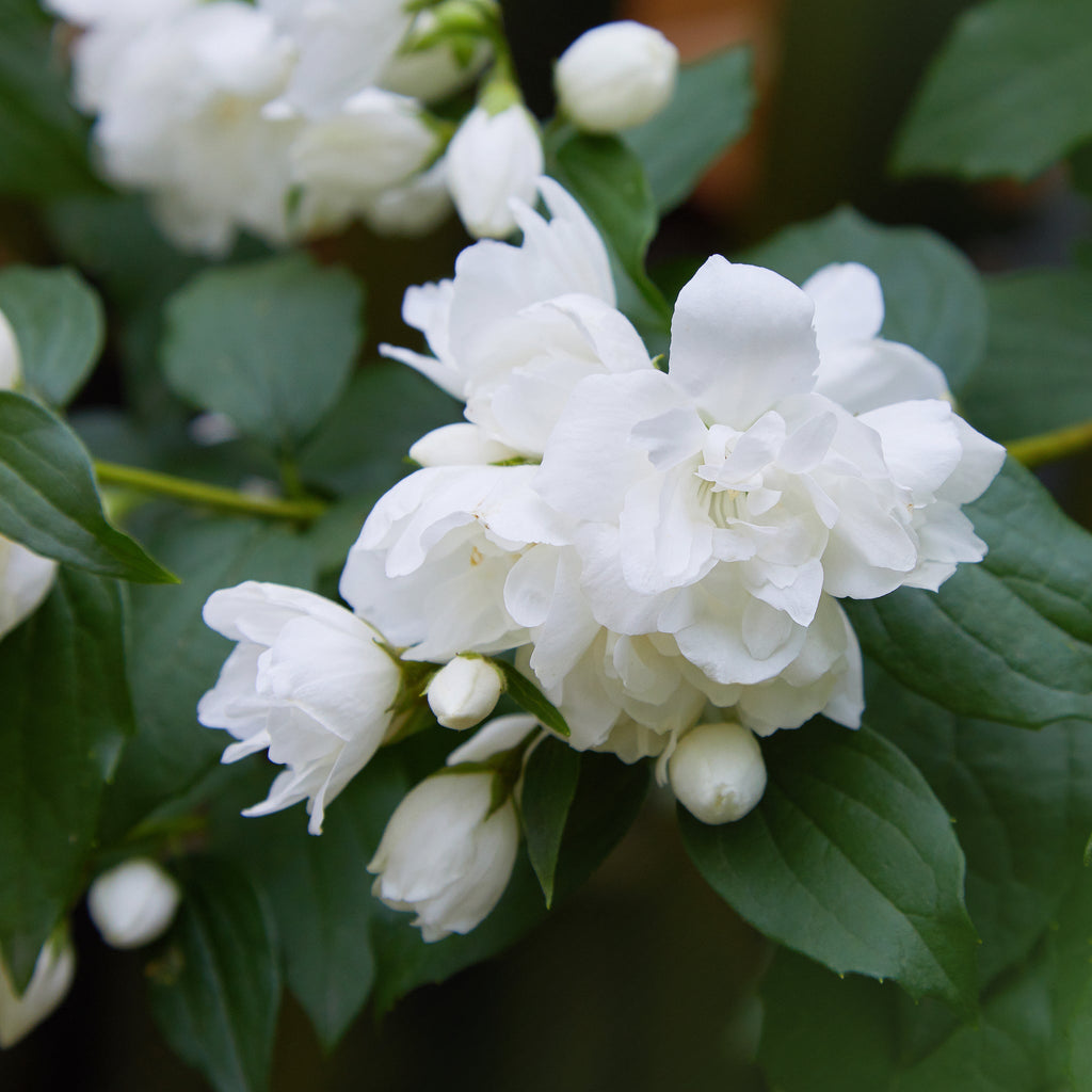Philadelphus 'Snowbelle' 9cm / 1L / 2L /5L