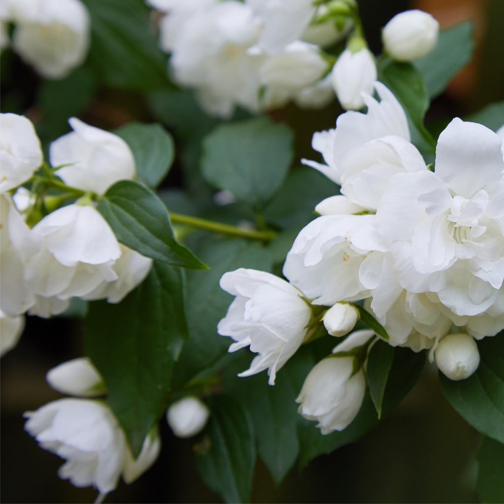 Philadelphus 'Virginal' | Mock Orange | 9cm / 2L / 5L