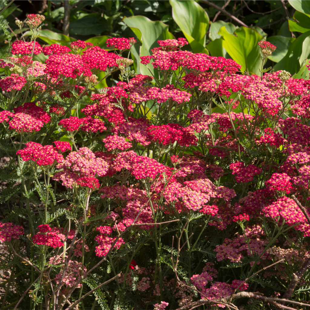 Achillea (Yarrow) - Milly Rock Red 1.5L
