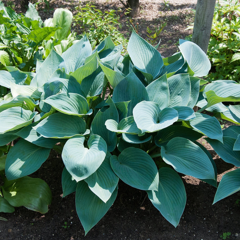Hosta 'Halcyon' 9cm/1.5L/2L