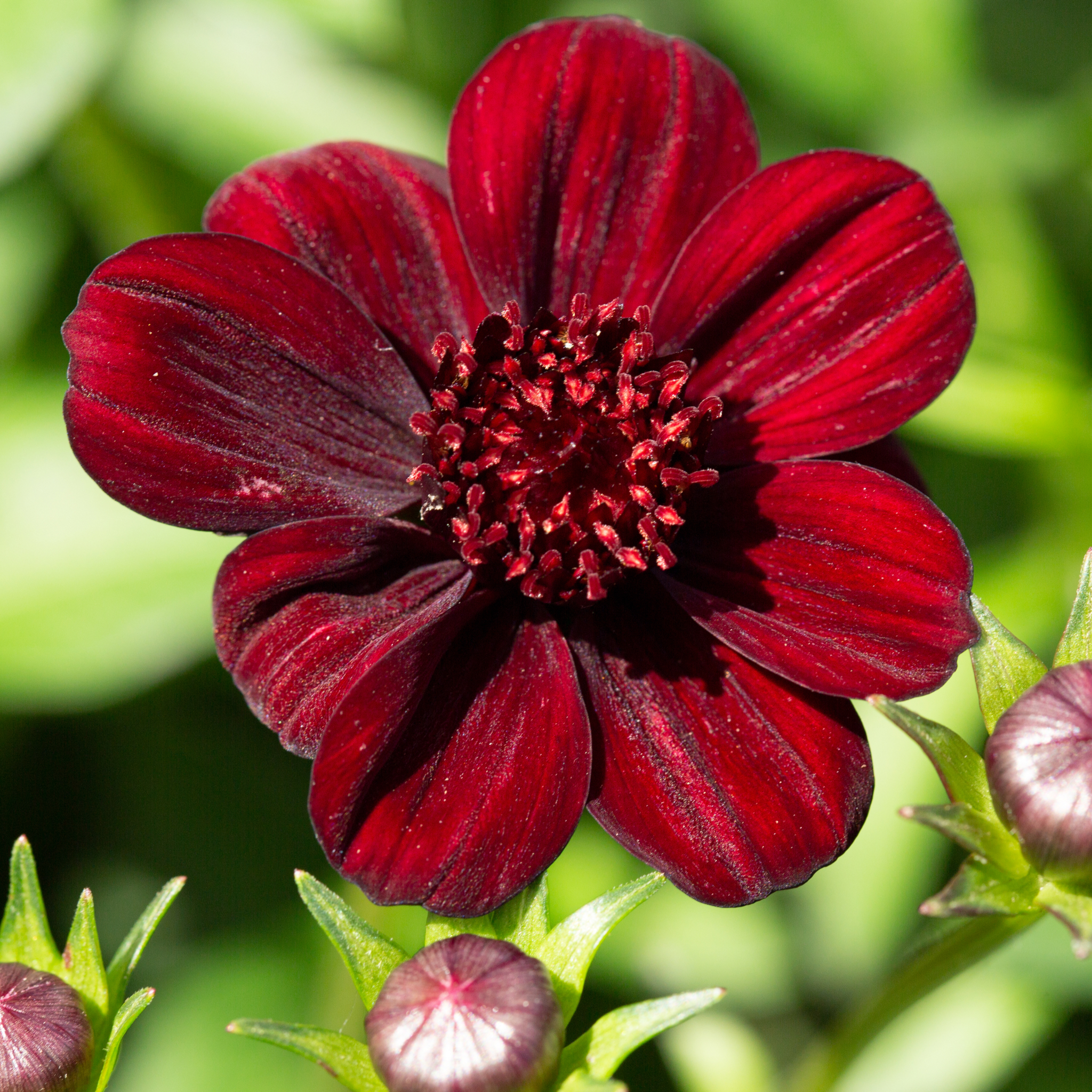 Cosmos 'Cherry Chocolate' 9cm