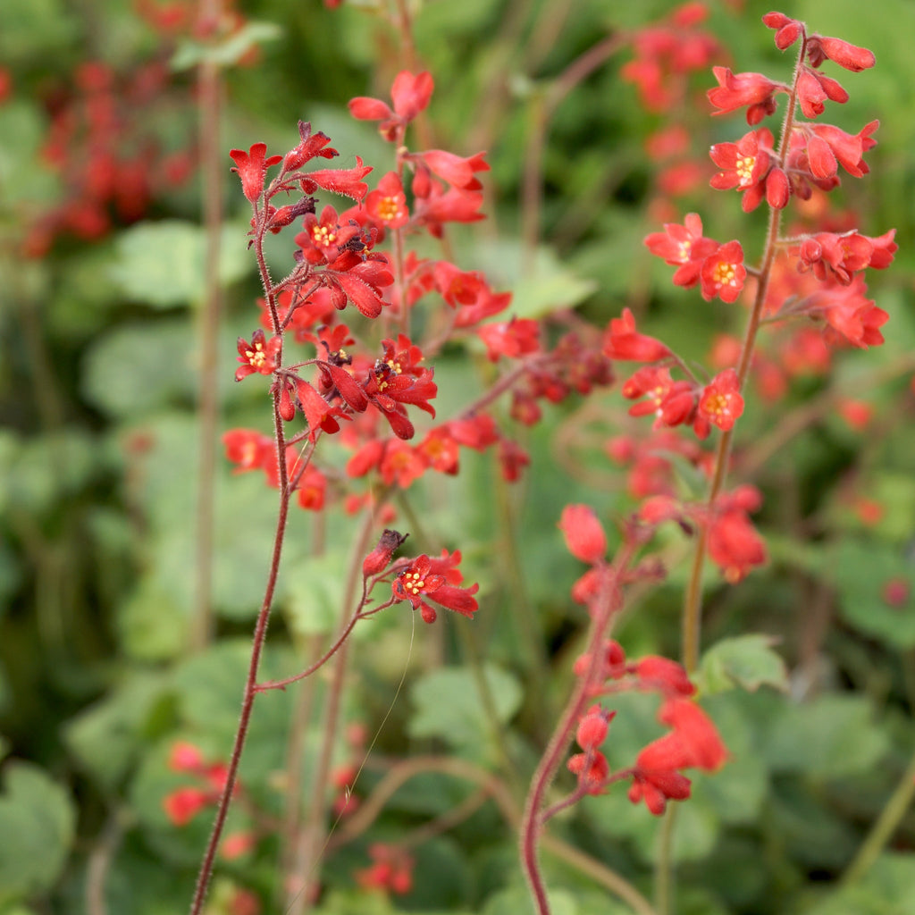 Heuchera 'Ruby Bells' 9cm/2L Growers Pot